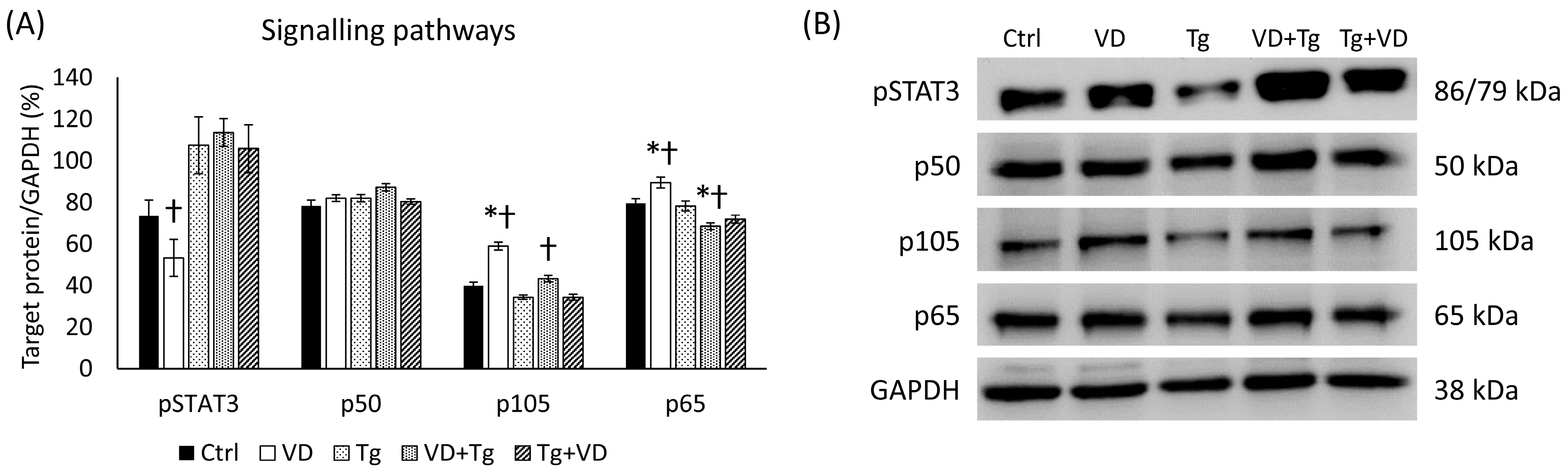 Ijms 24 16883 g011 Ijms 24 16883 g011