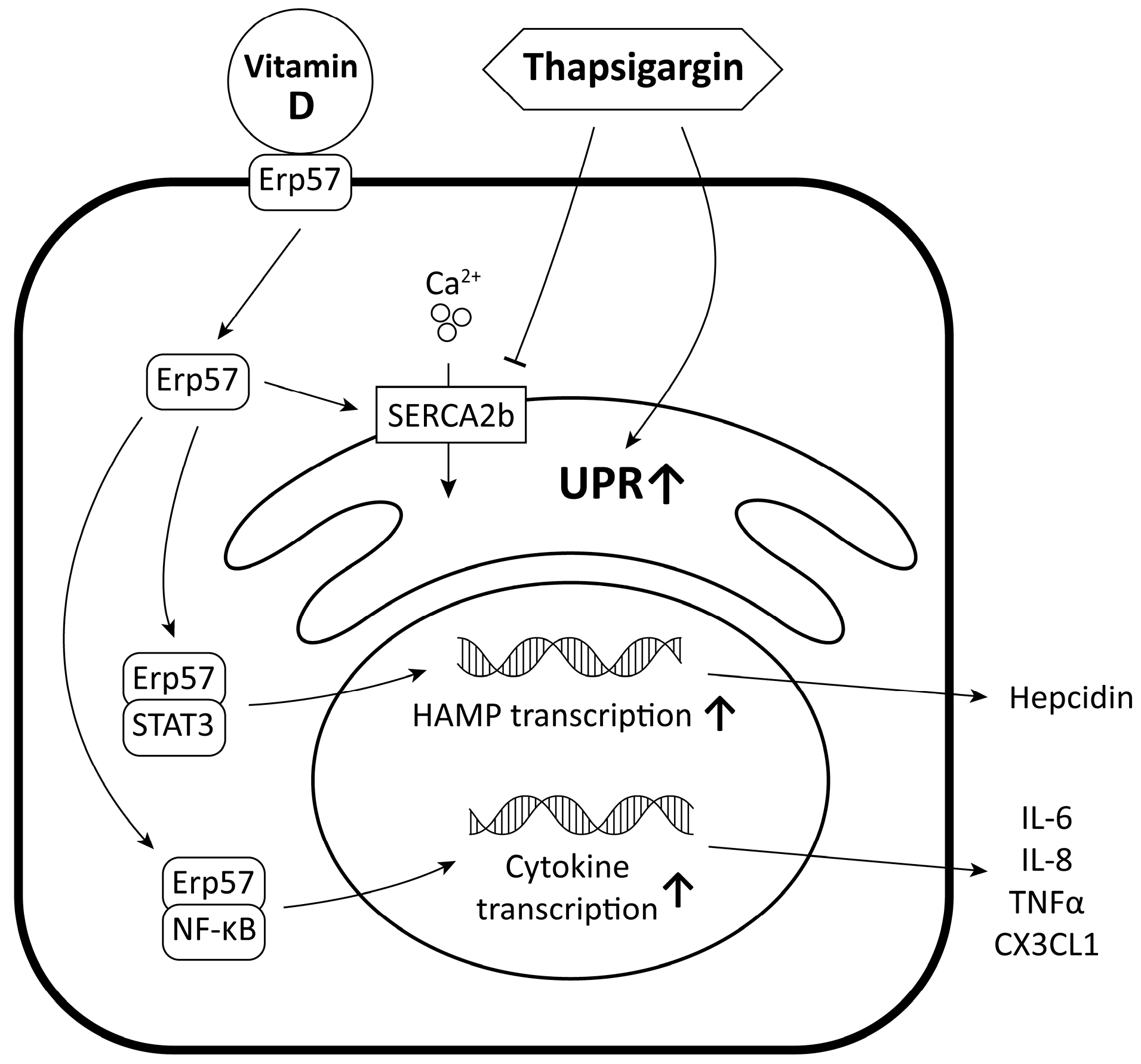 Ijms 24 16883 g012 Ijms 24 16883 g012