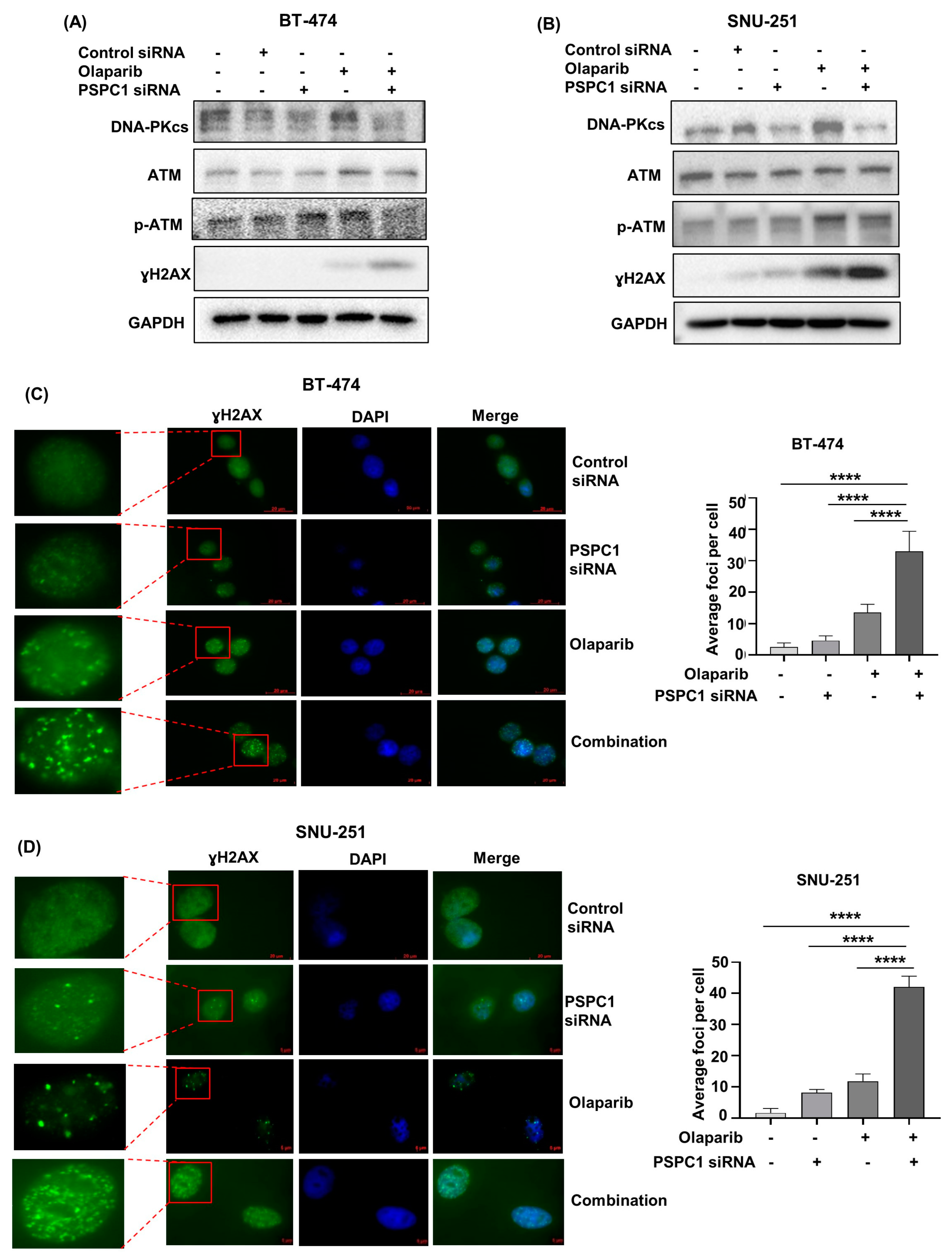 Ijms 24 17086 g002 Ijms 24 17086 g002