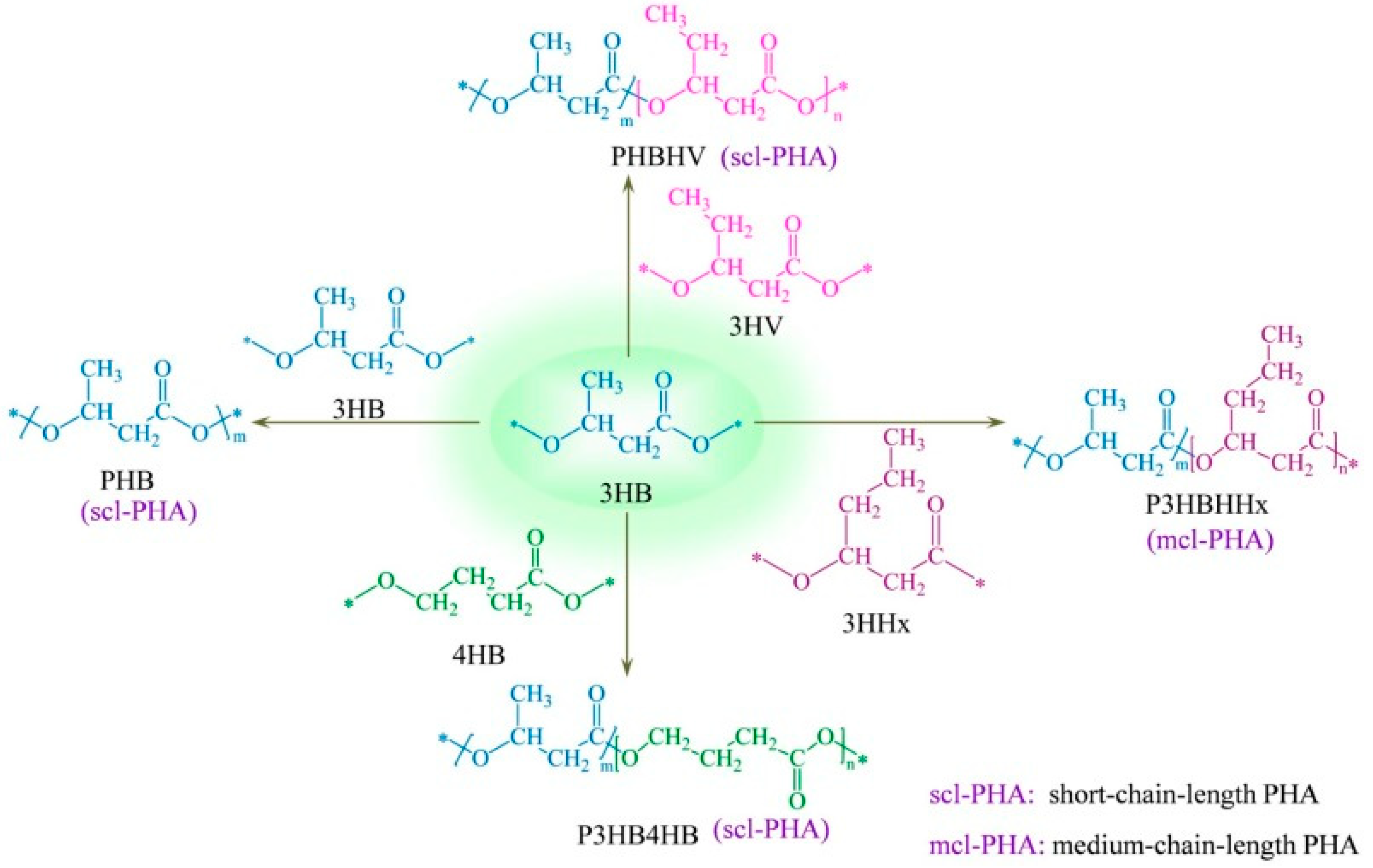 Copolymers and Blends Based on 3-Hydroxybutyrate and 3-Hydroxyvalerate ...