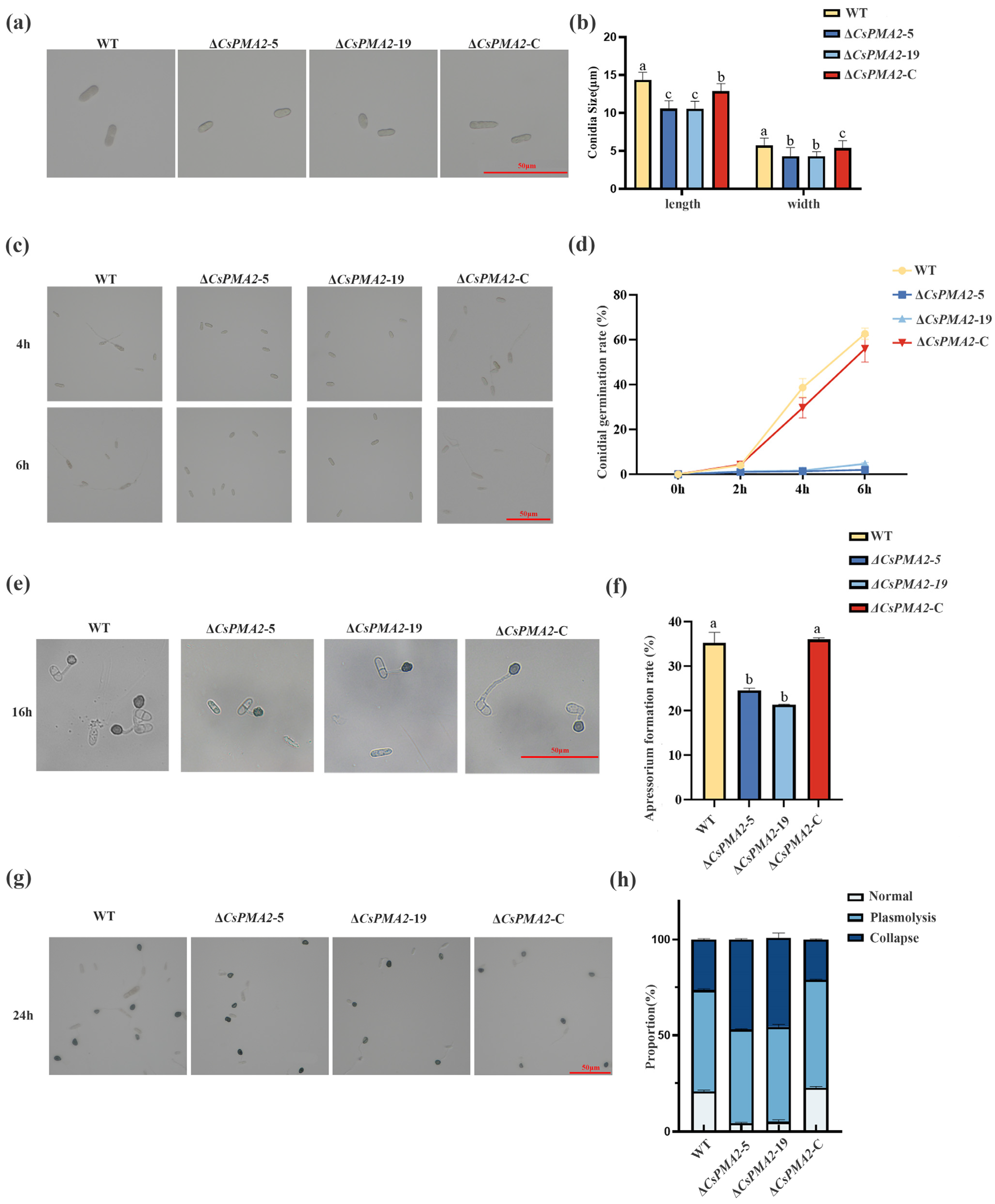 Ijms 24 17337 g002 Ijms 24 17337 g002