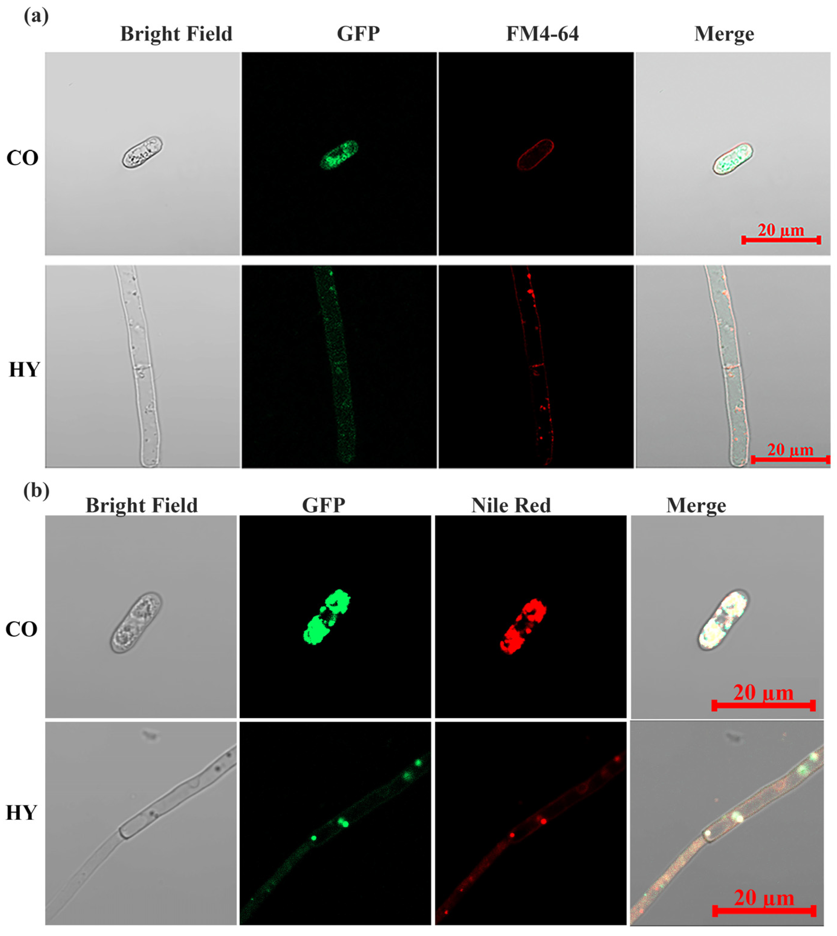 Ijms 24 17337 g005 Ijms 24 17337 g005