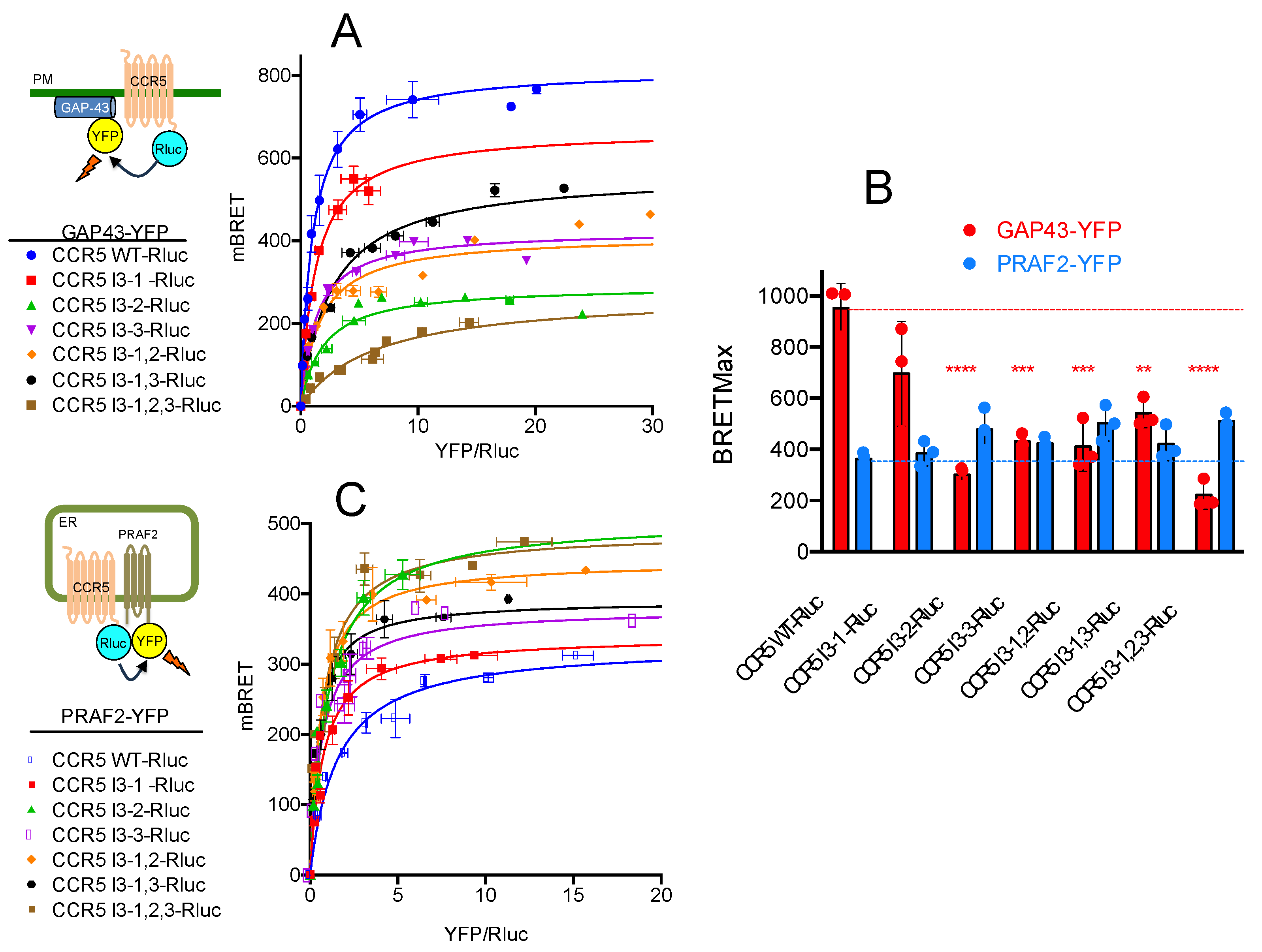 Ijms 24 17438 g003 Ijms 24 17438 g003