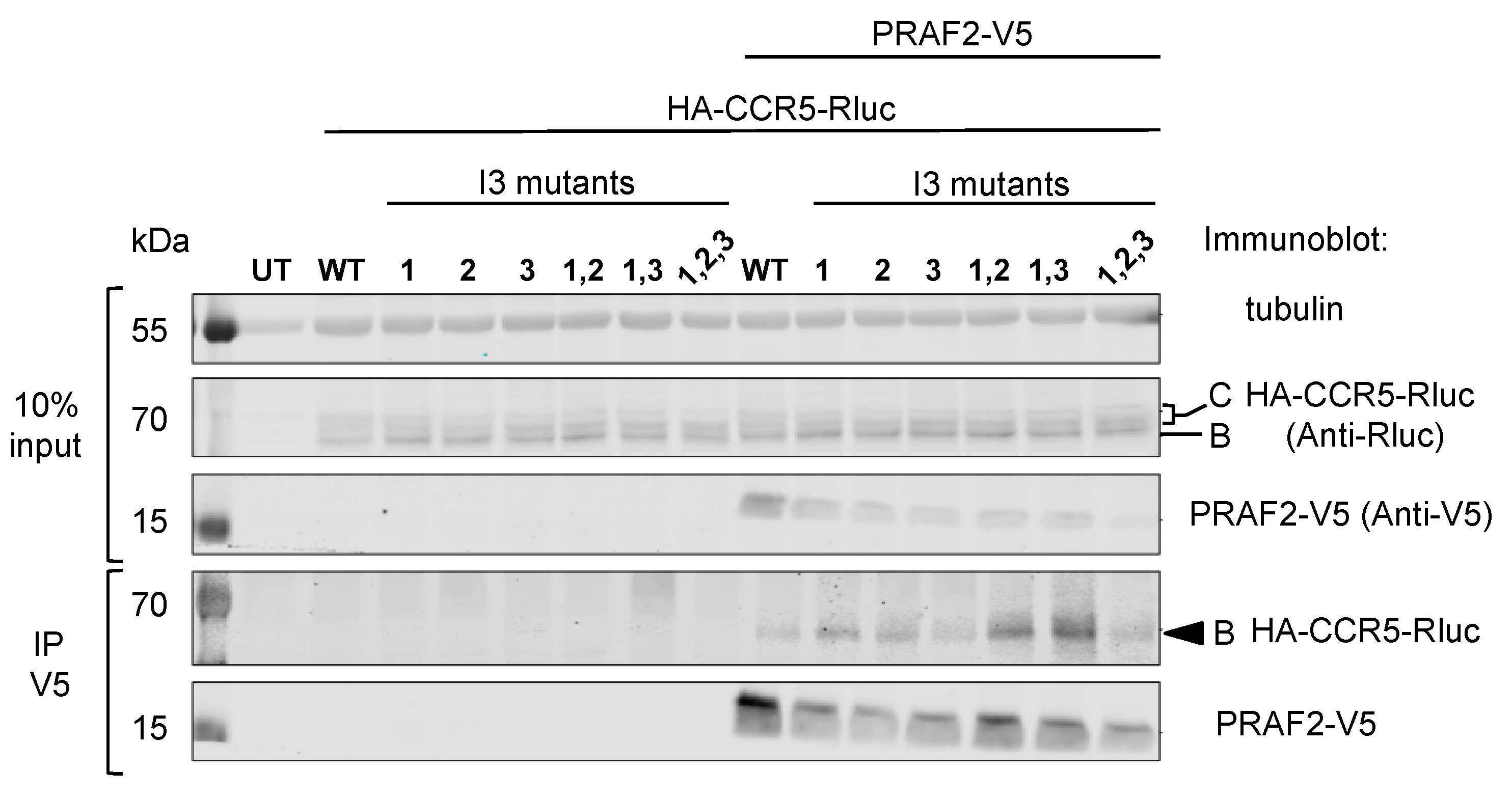 Ijms 24 17438 g004 Ijms 24 17438 g004