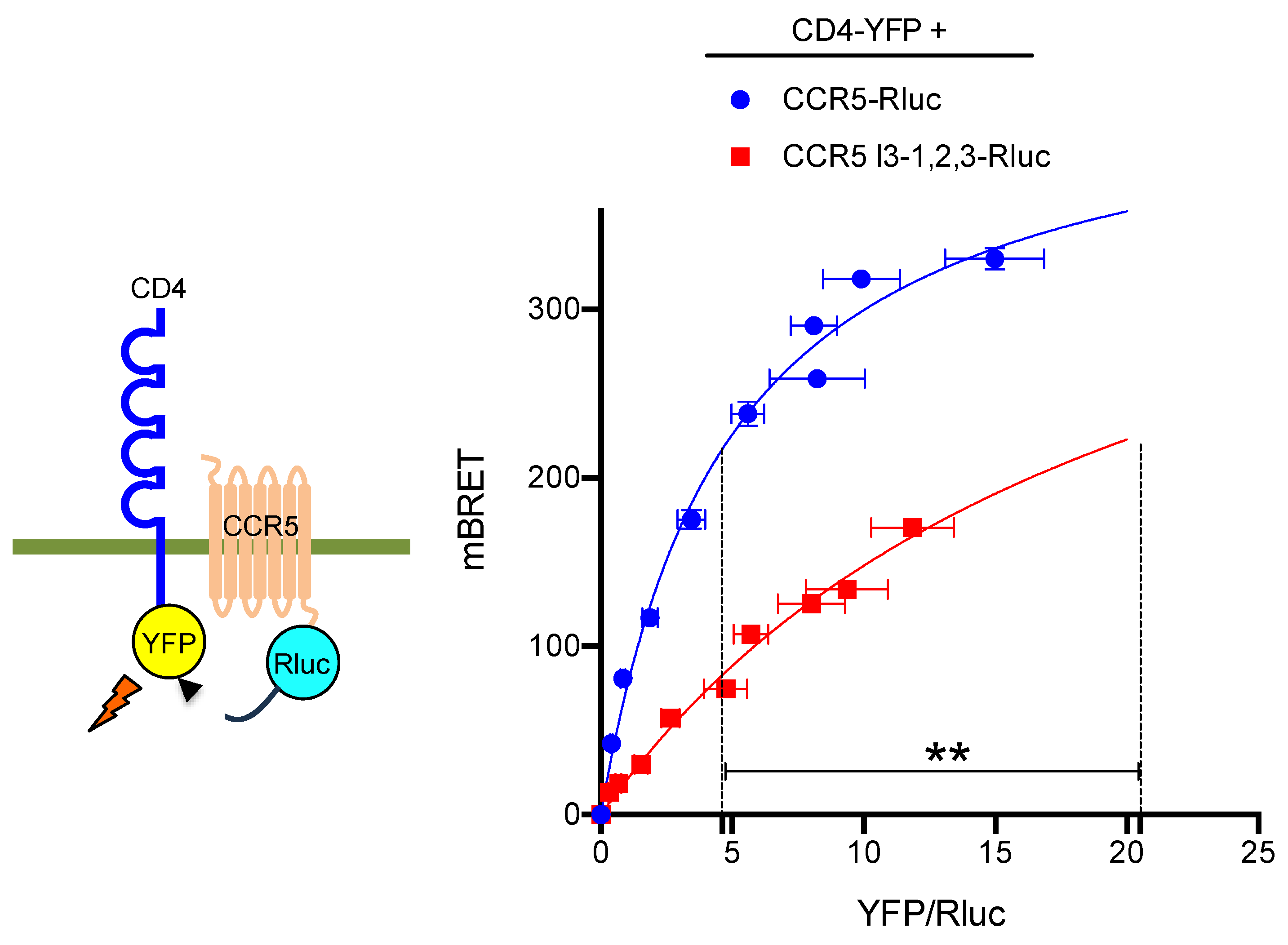 Ijms 24 17438 g005 Ijms 24 17438 g005