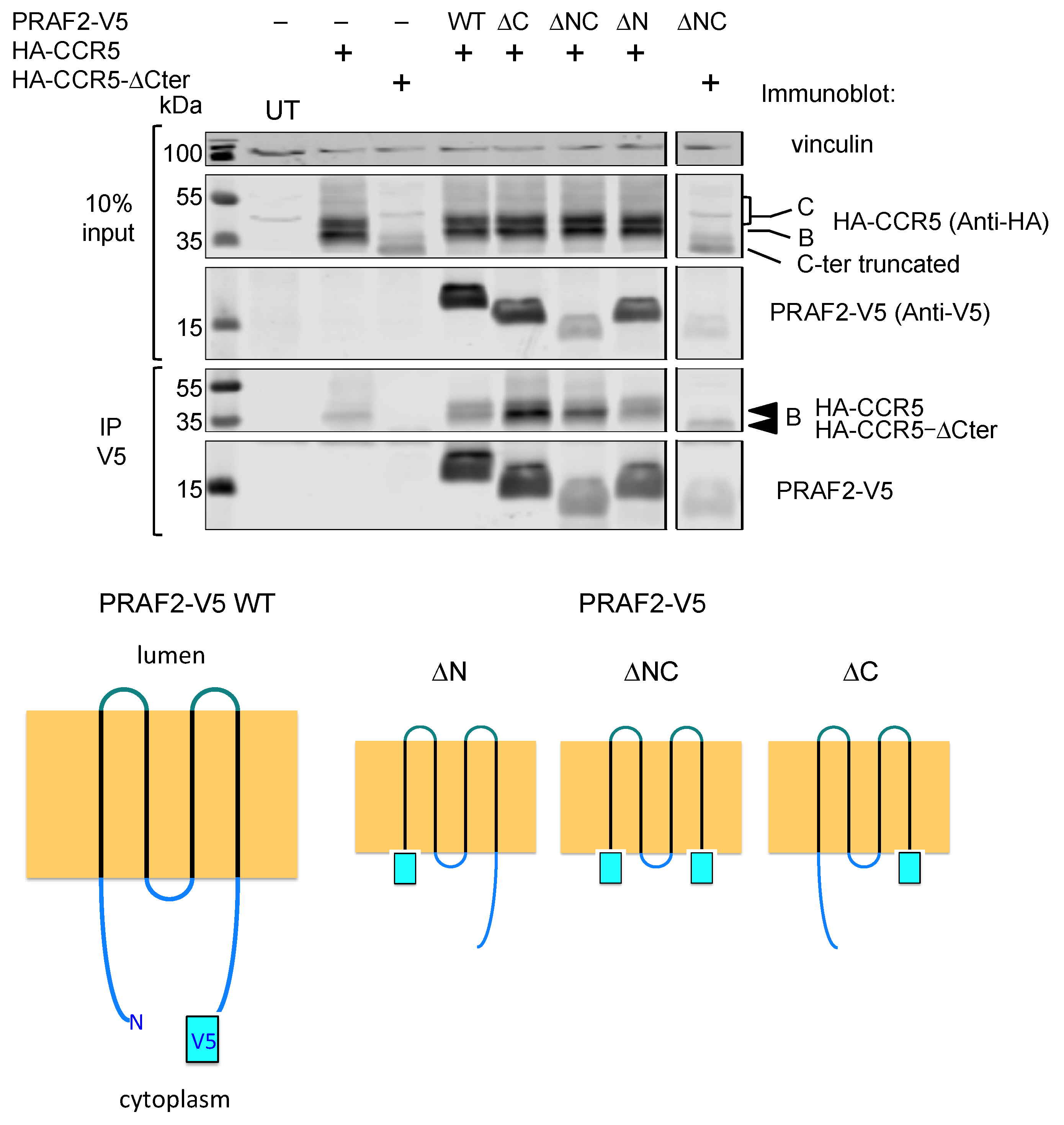 Ijms 24 17438 g006 Ijms 24 17438 g006