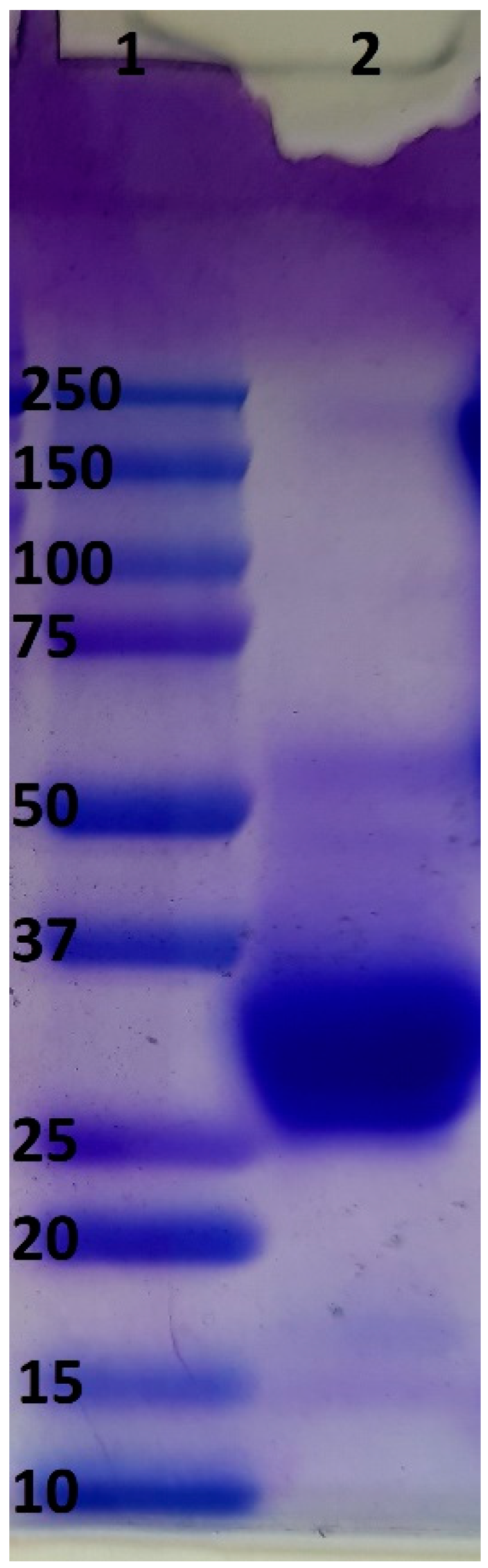 Ijms 24 17494 g003