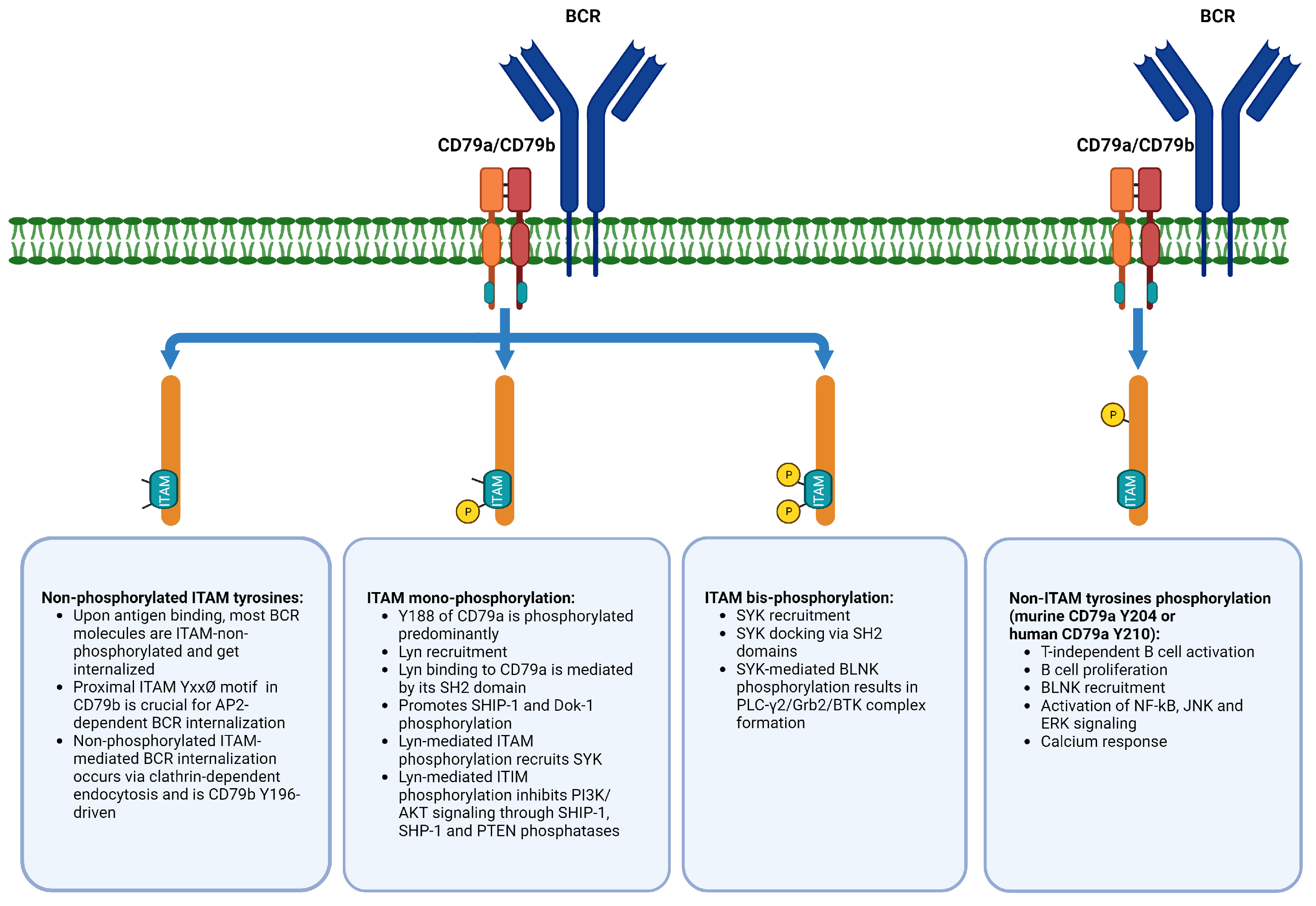 B-Cell Receptor Signaling and Beyond: The Role of Igα (CD79a)/Igβ ...