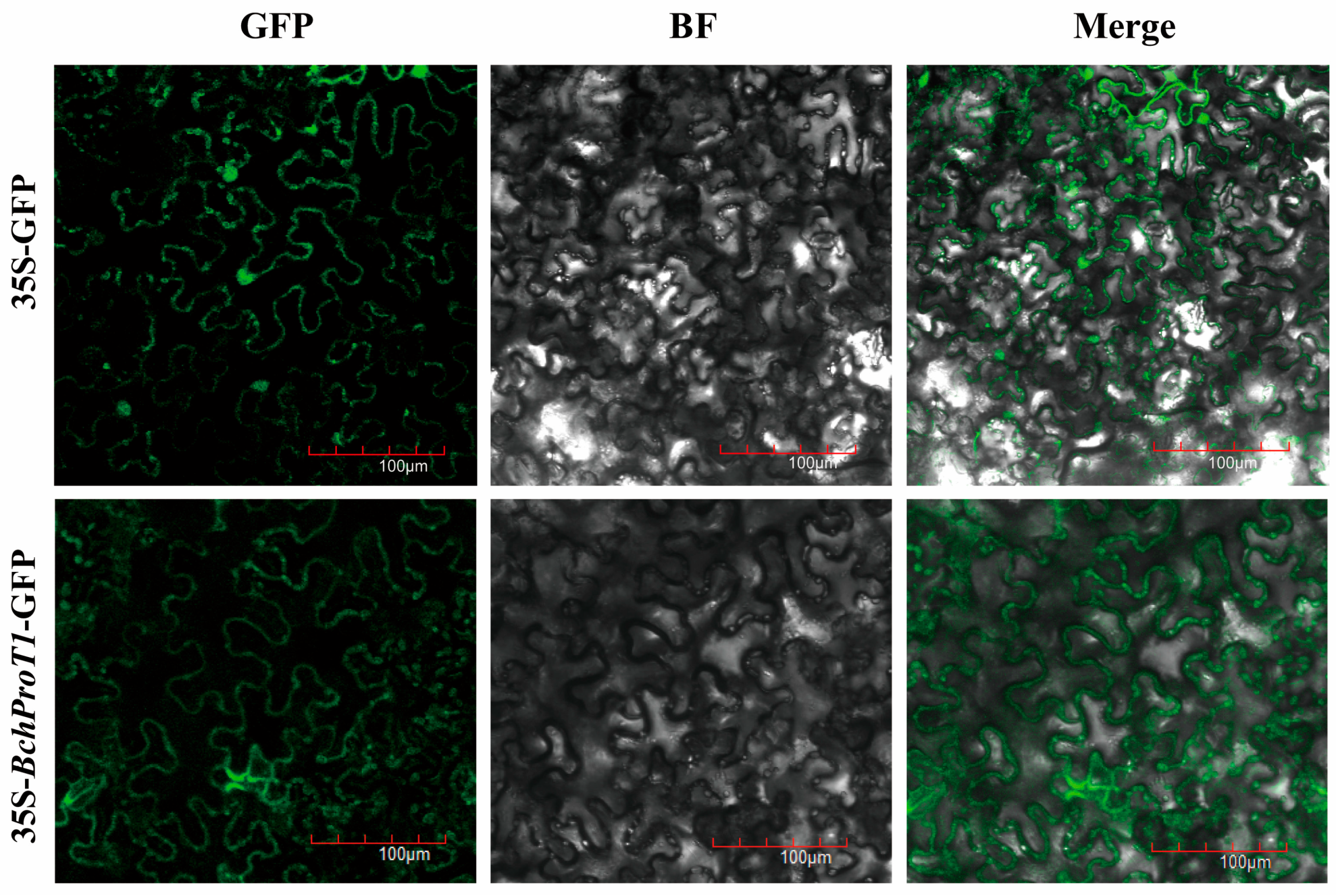 Ijms 25 00099 g007 Ijms 25 00099 g007