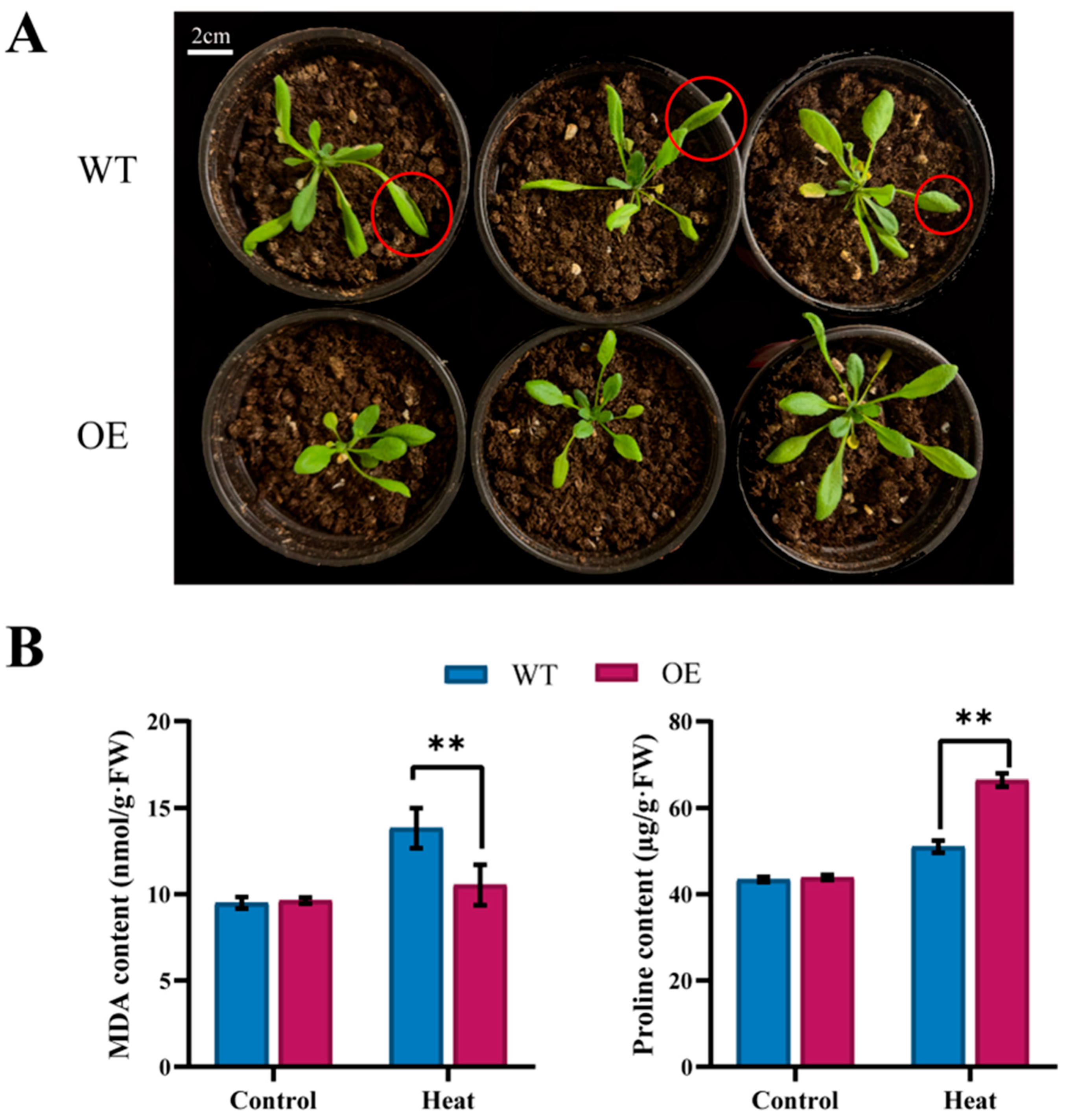Ijms 25 00099 g008 Ijms 25 00099 g008