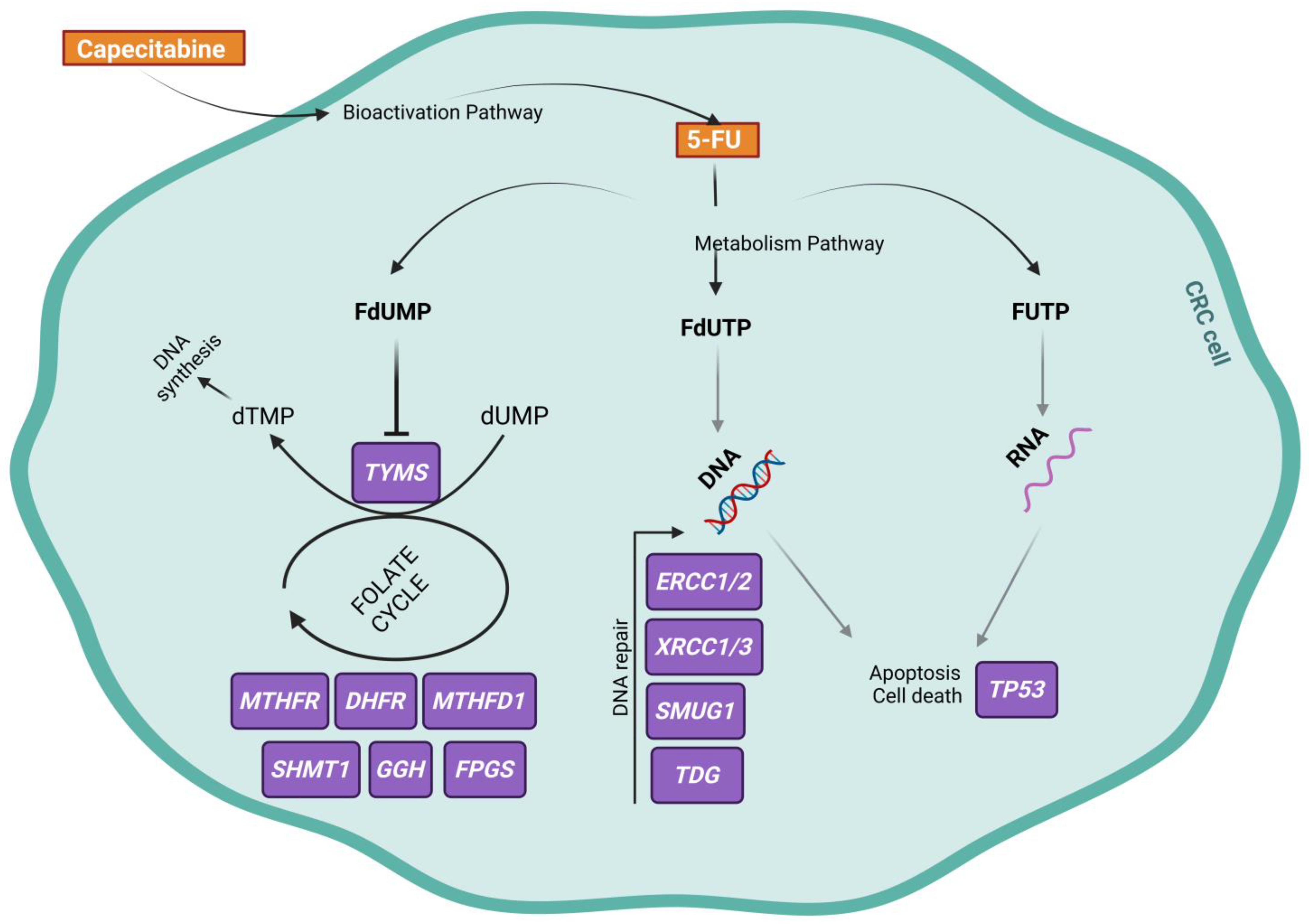 Ijms 25 00104 g001 Ijms 25 00104 g001