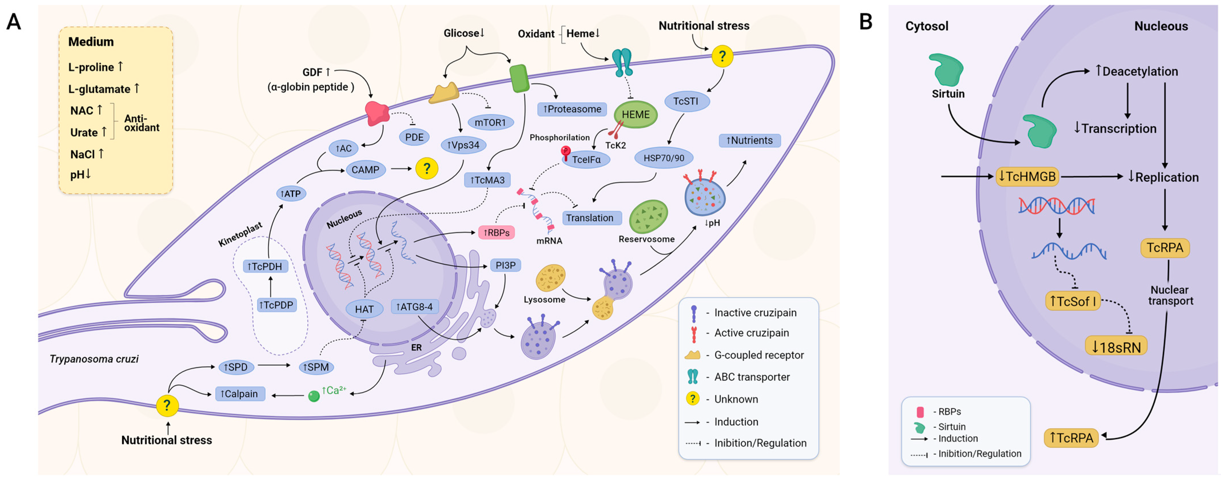 Ijms 25 00117 g002 Ijms 25 00117 g002