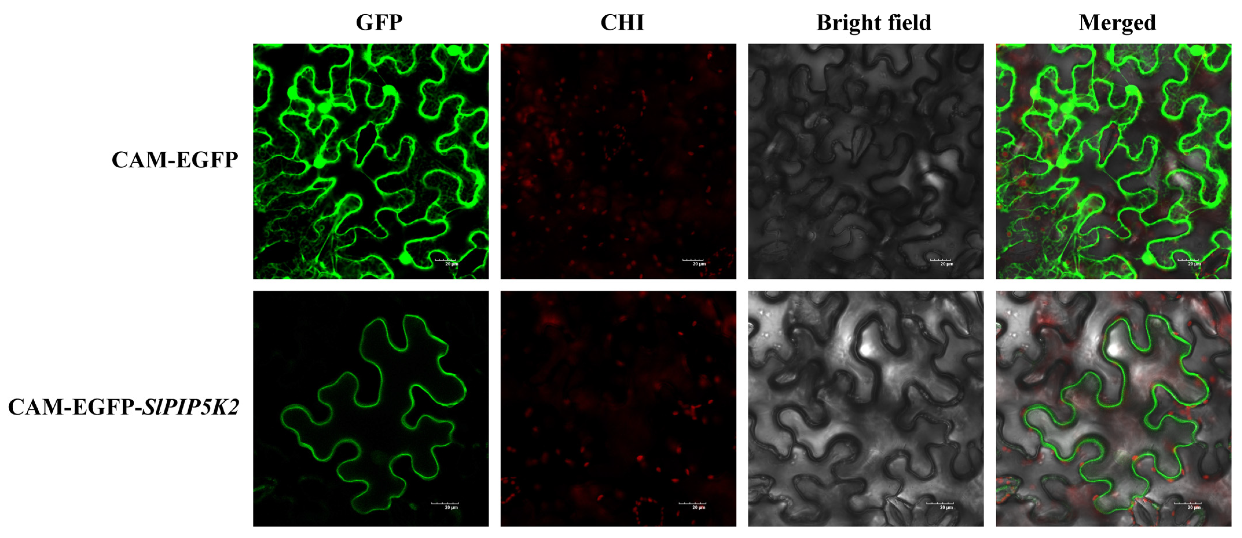 Ijms 25 00159 g013 Ijms 25 00159 g013