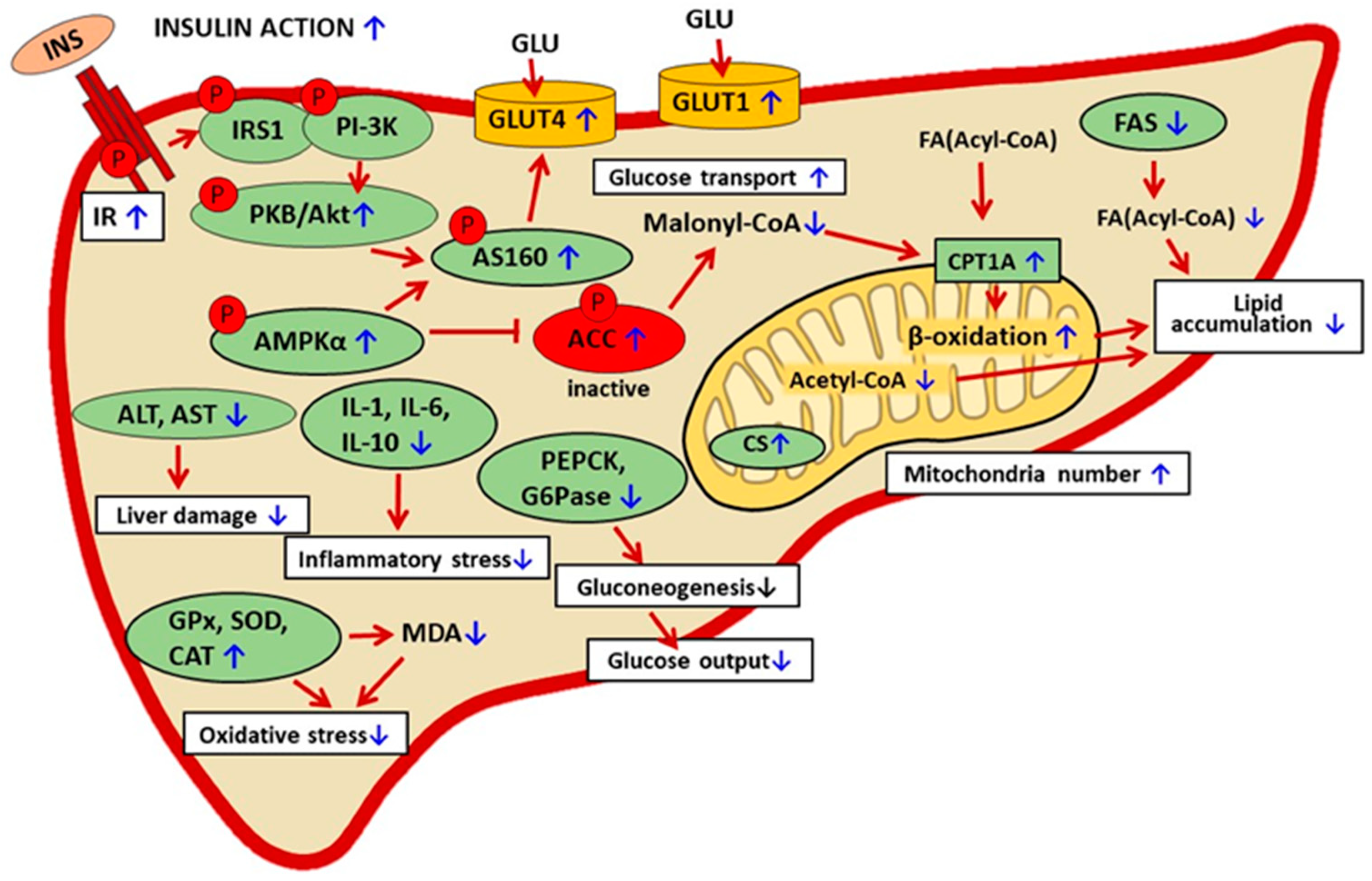 Ijms 25 00431 g004 Ijms 25 00431 g004