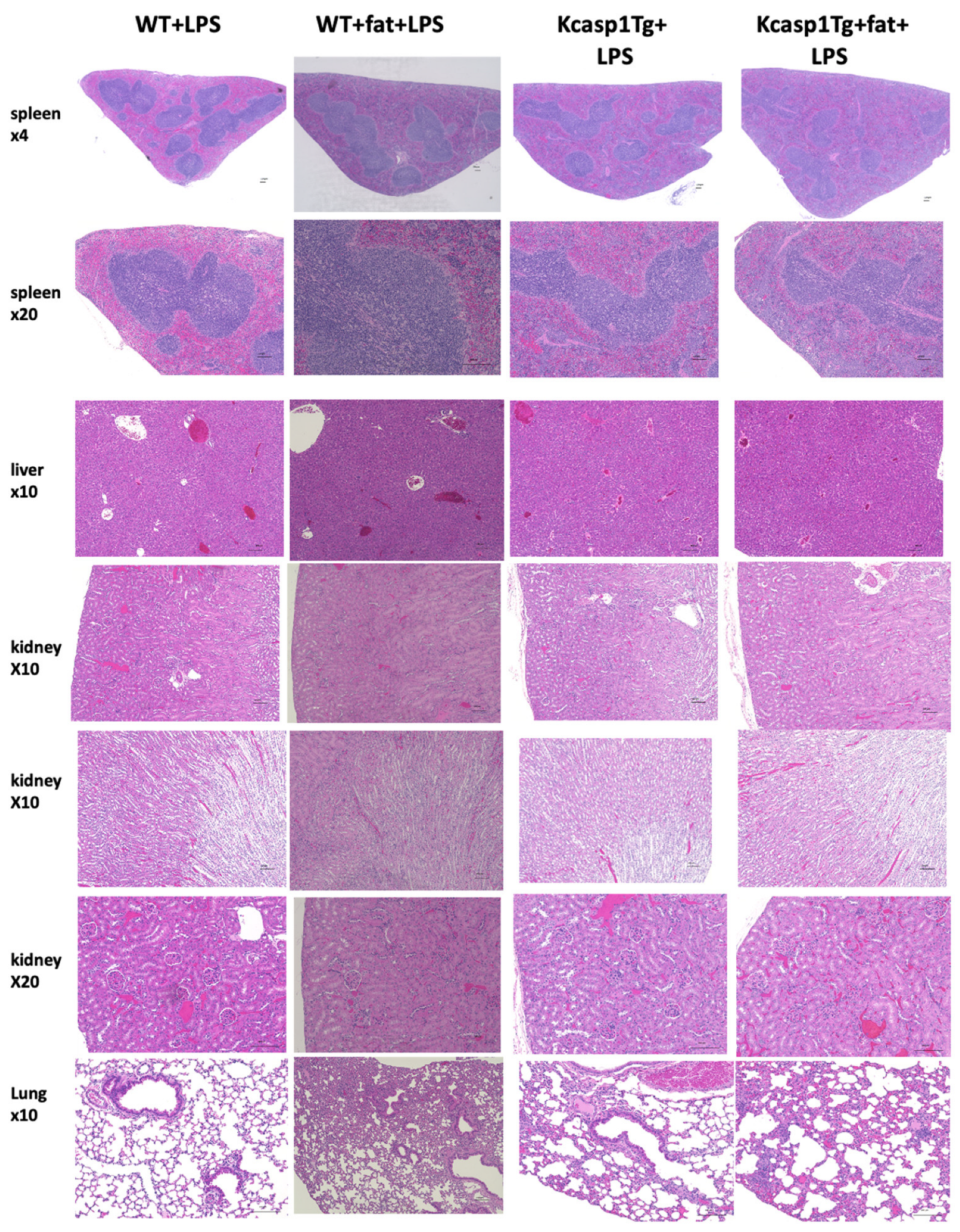 Ijms 25 00478 g007 Ijms 25 00478 g007