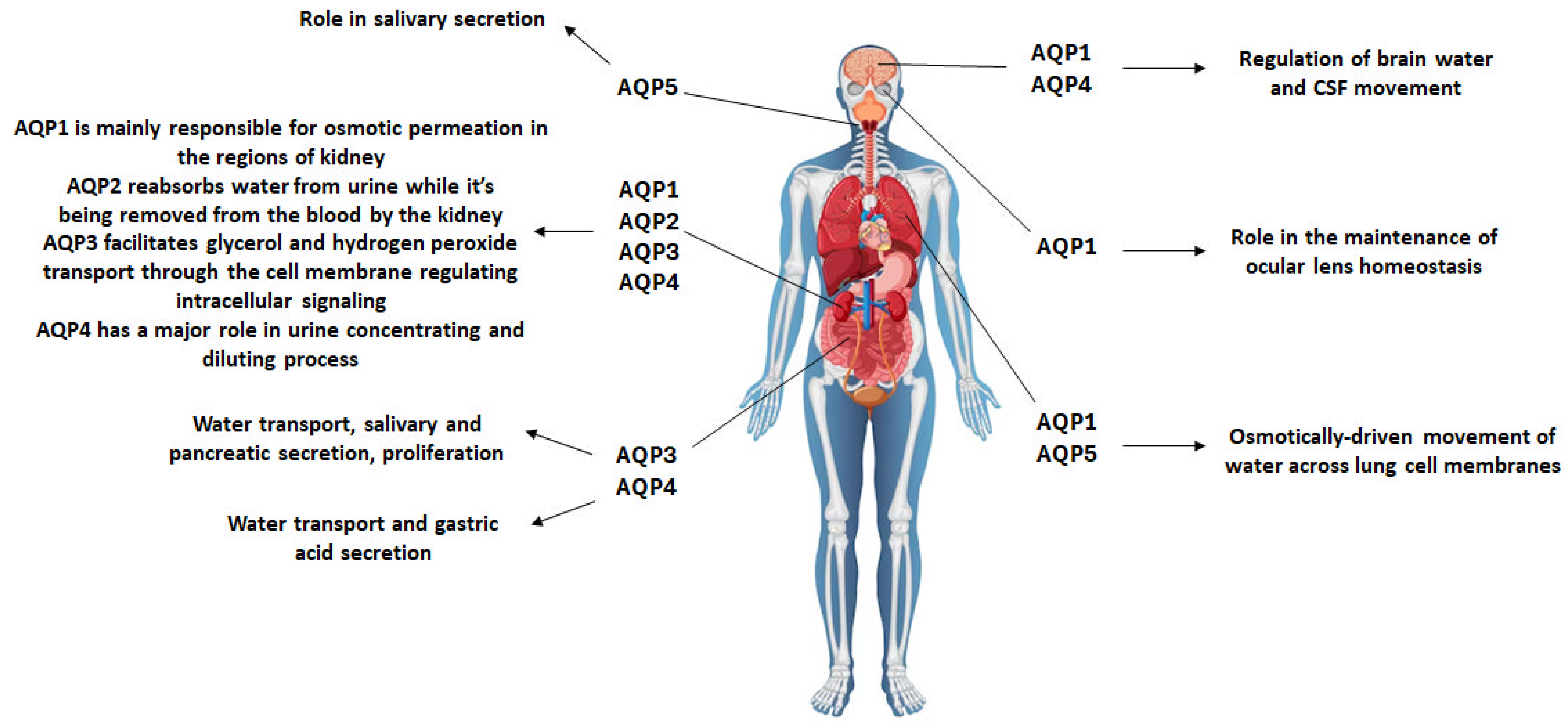 Ijms 25 00487 g001 Ijms 25 00487 g001