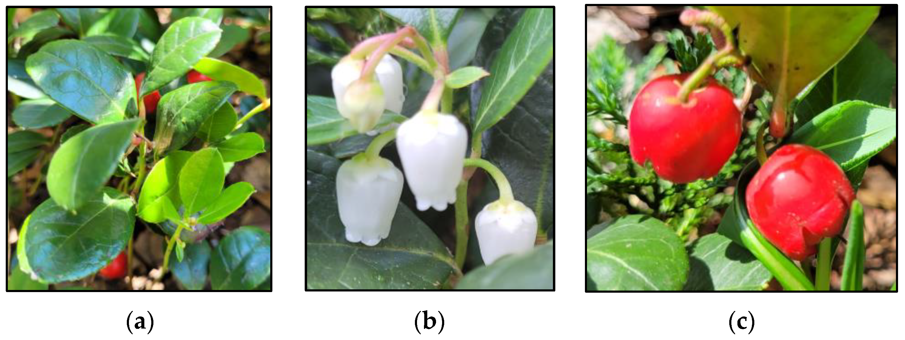 Ijms 25 00565 g004 Ijms 25 00565 g004