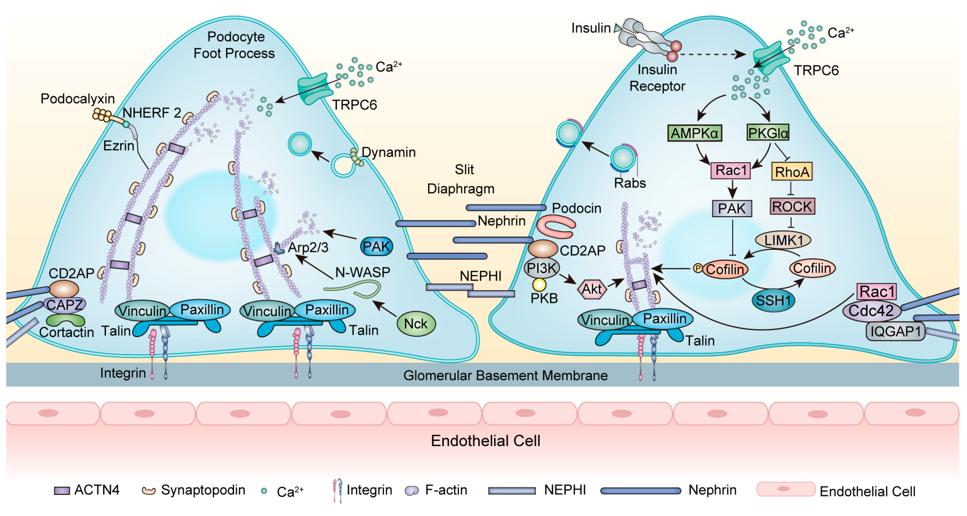 Ijms 25 00647 g002 Ijms 25 00647 g002