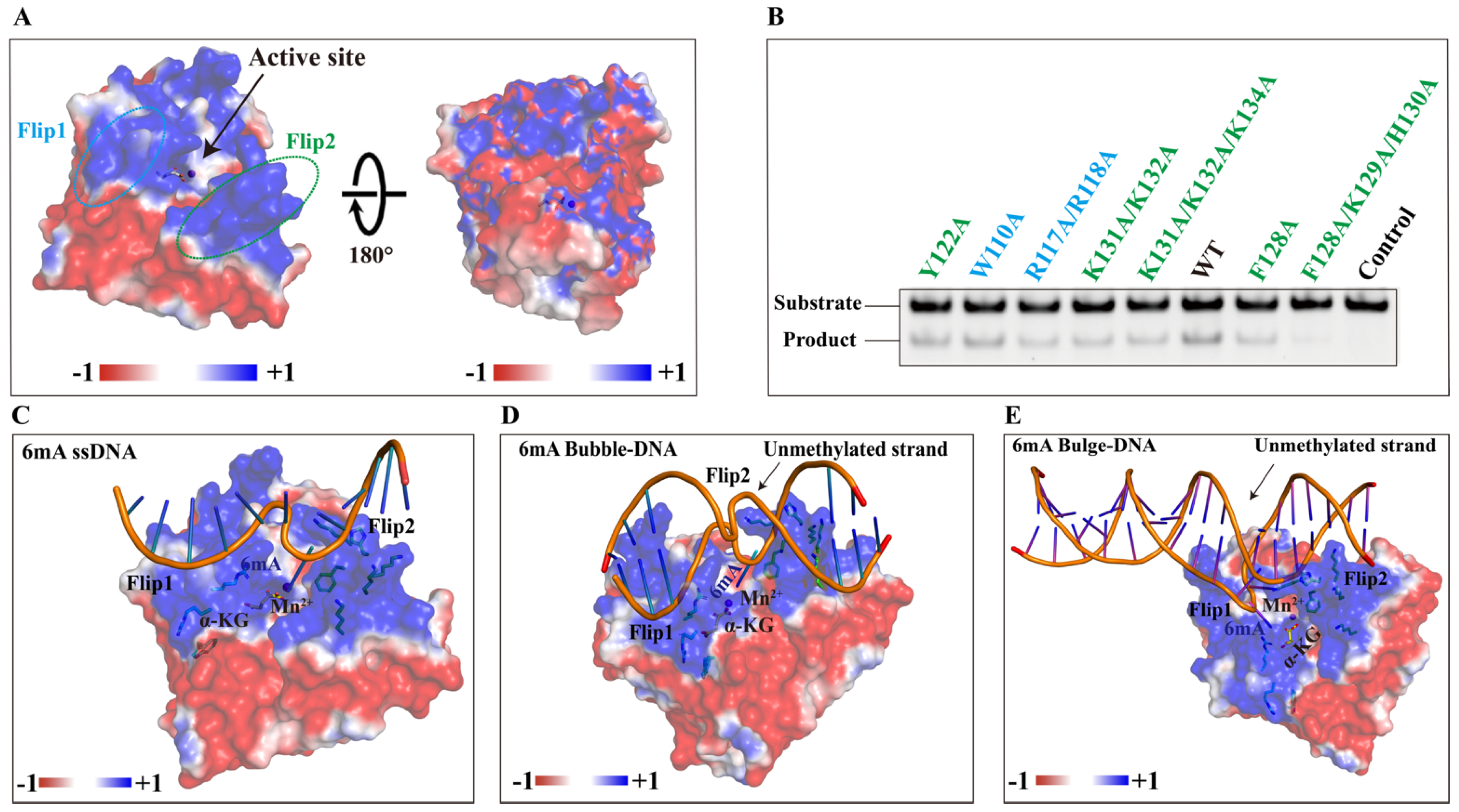 Ijms 25 00686 g008 Ijms 25 00686 g008