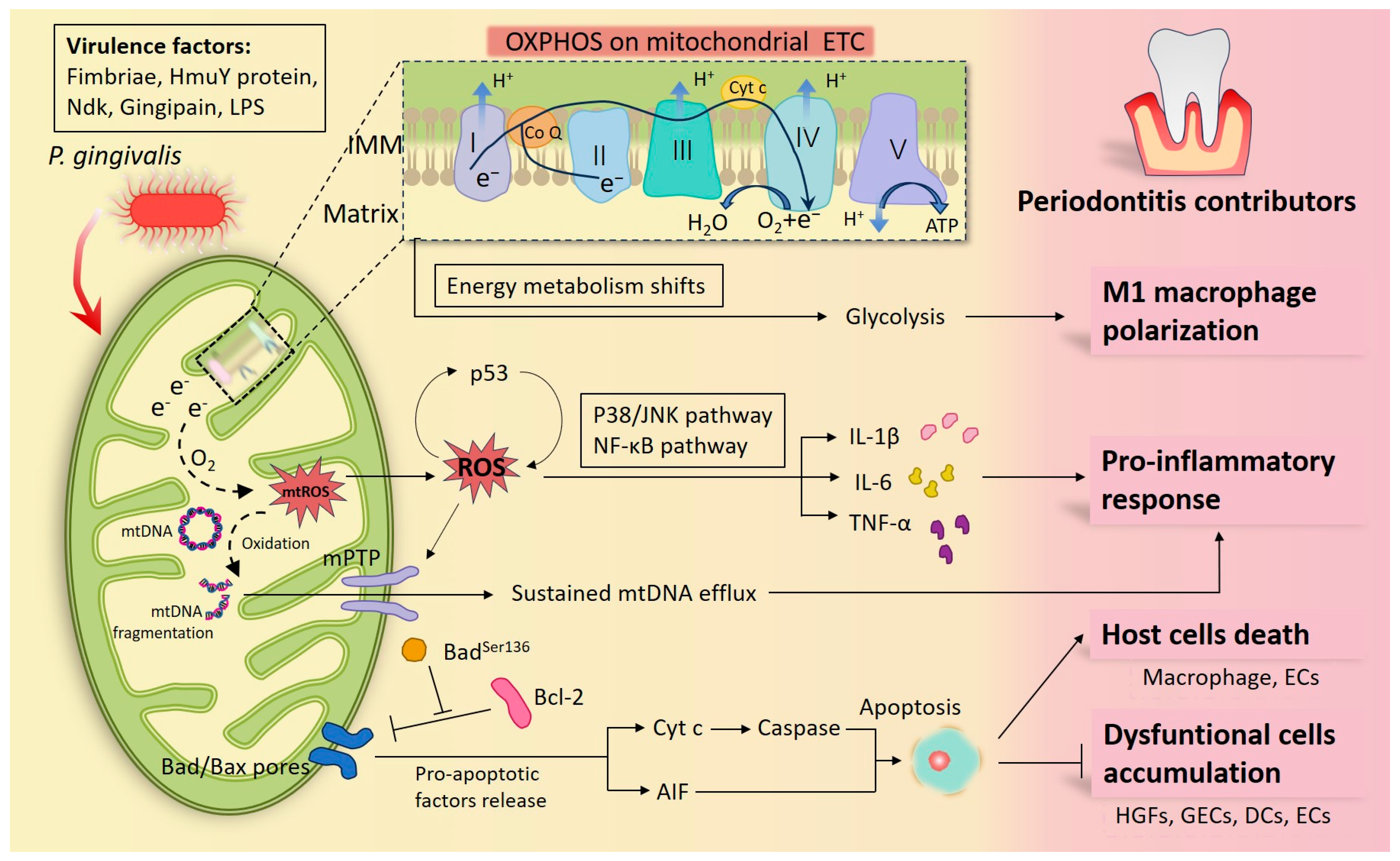 Ijms 25 00737 g001 Ijms 25 00737 g001