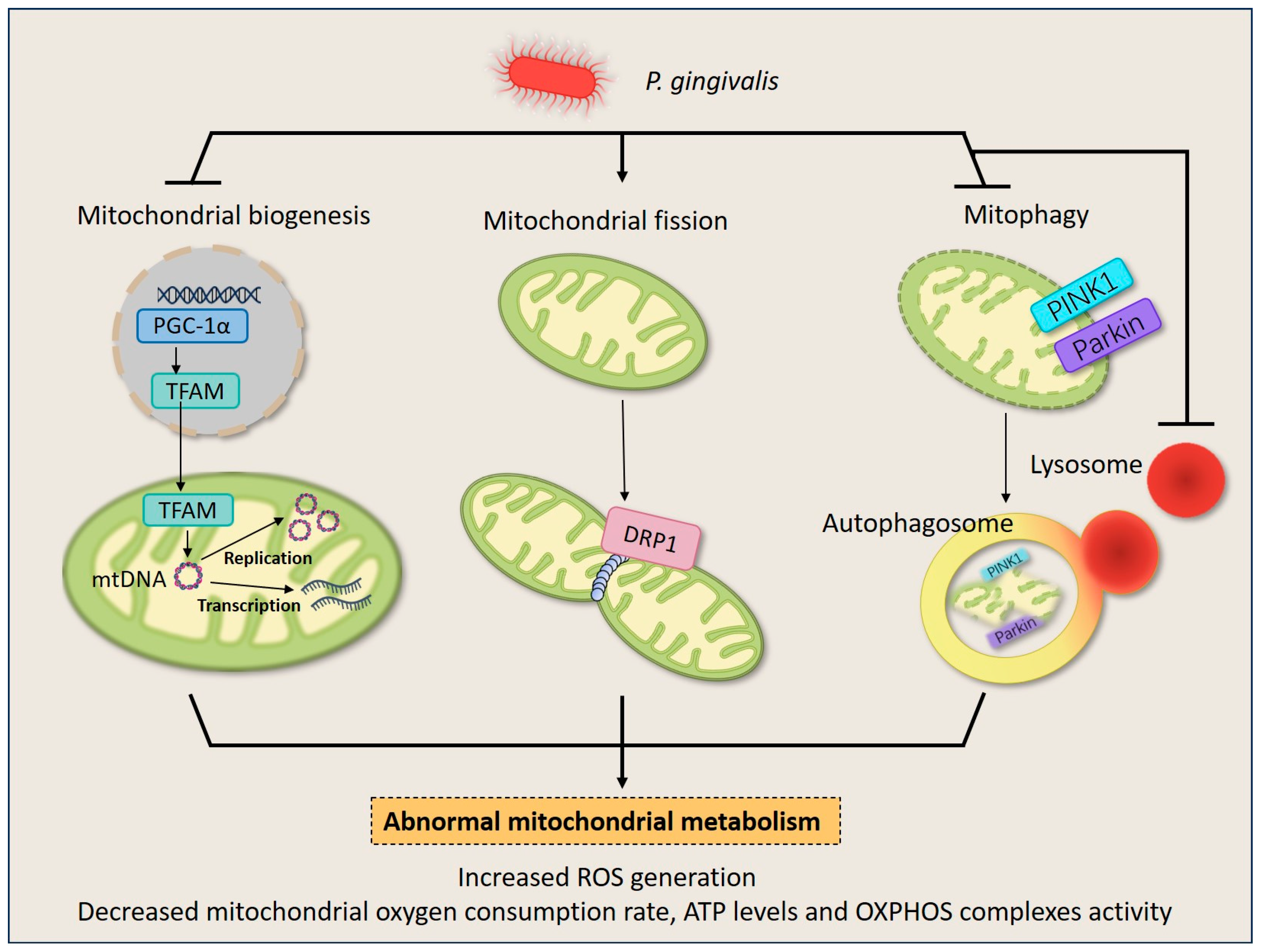 Ijms 25 00737 g002 Ijms 25 00737 g002