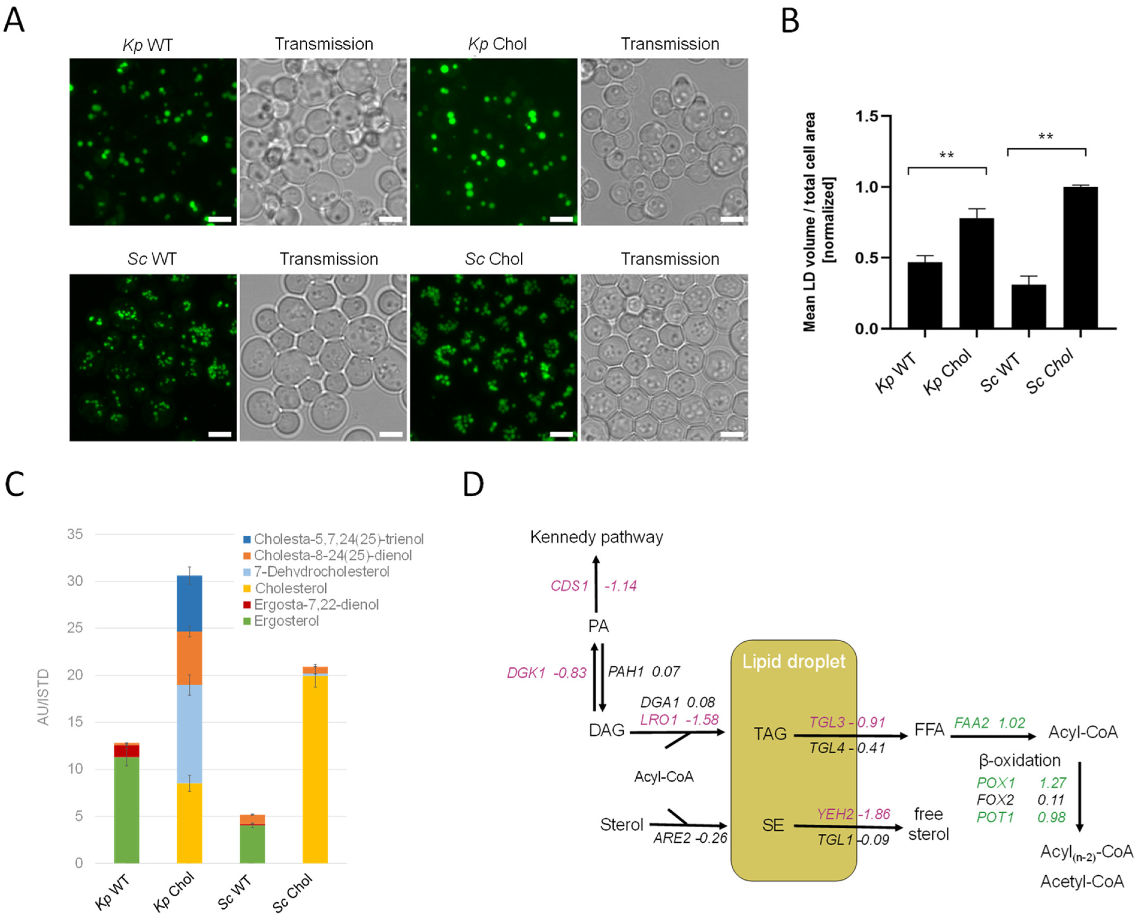 Ijms 25 00781 g006 Ijms 25 00781 g006