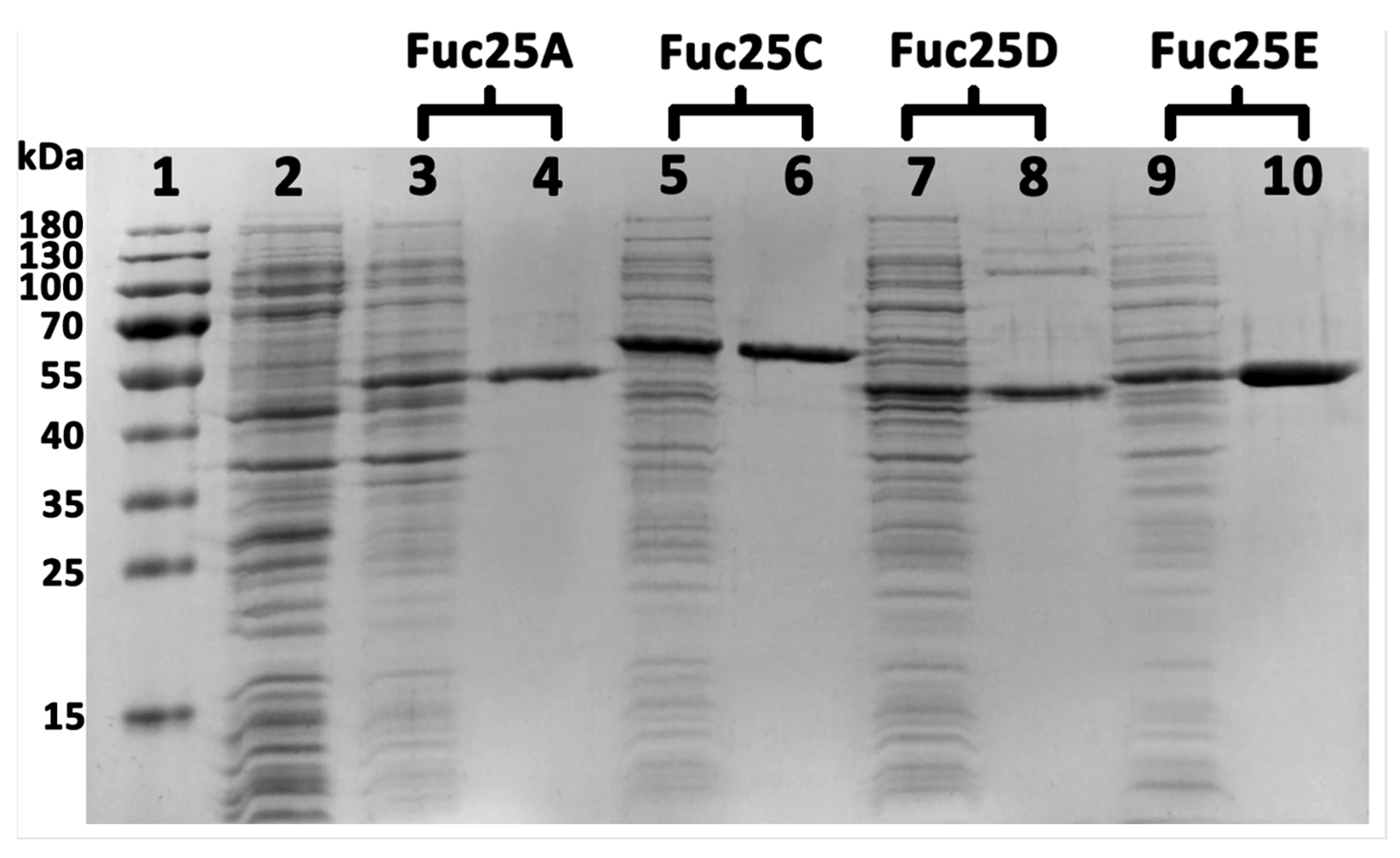 Ijms 25 00809 g006 Ijms 25 00809 g006