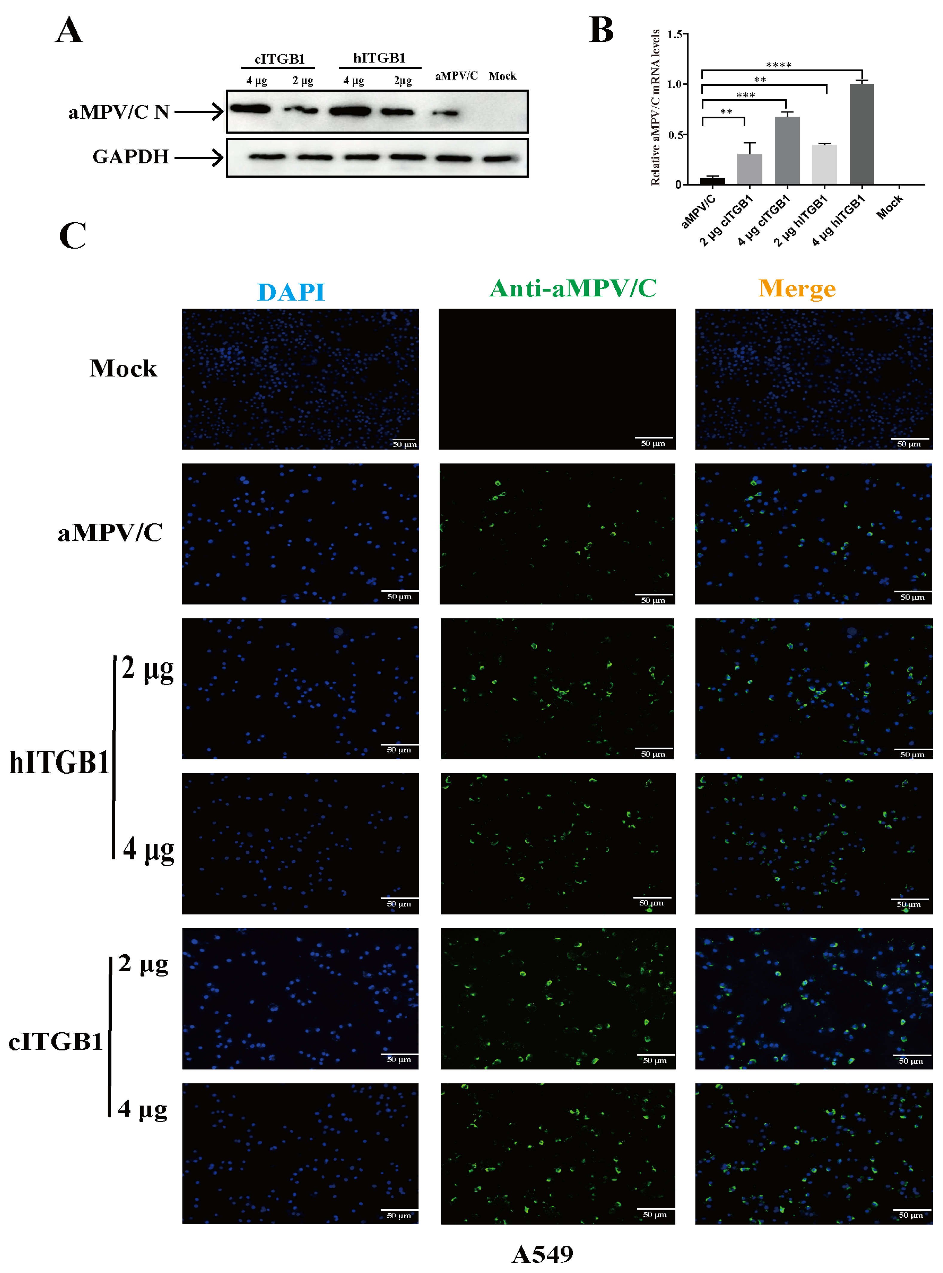 Ijms 25 00829 g008 Ijms 25 00829 g008