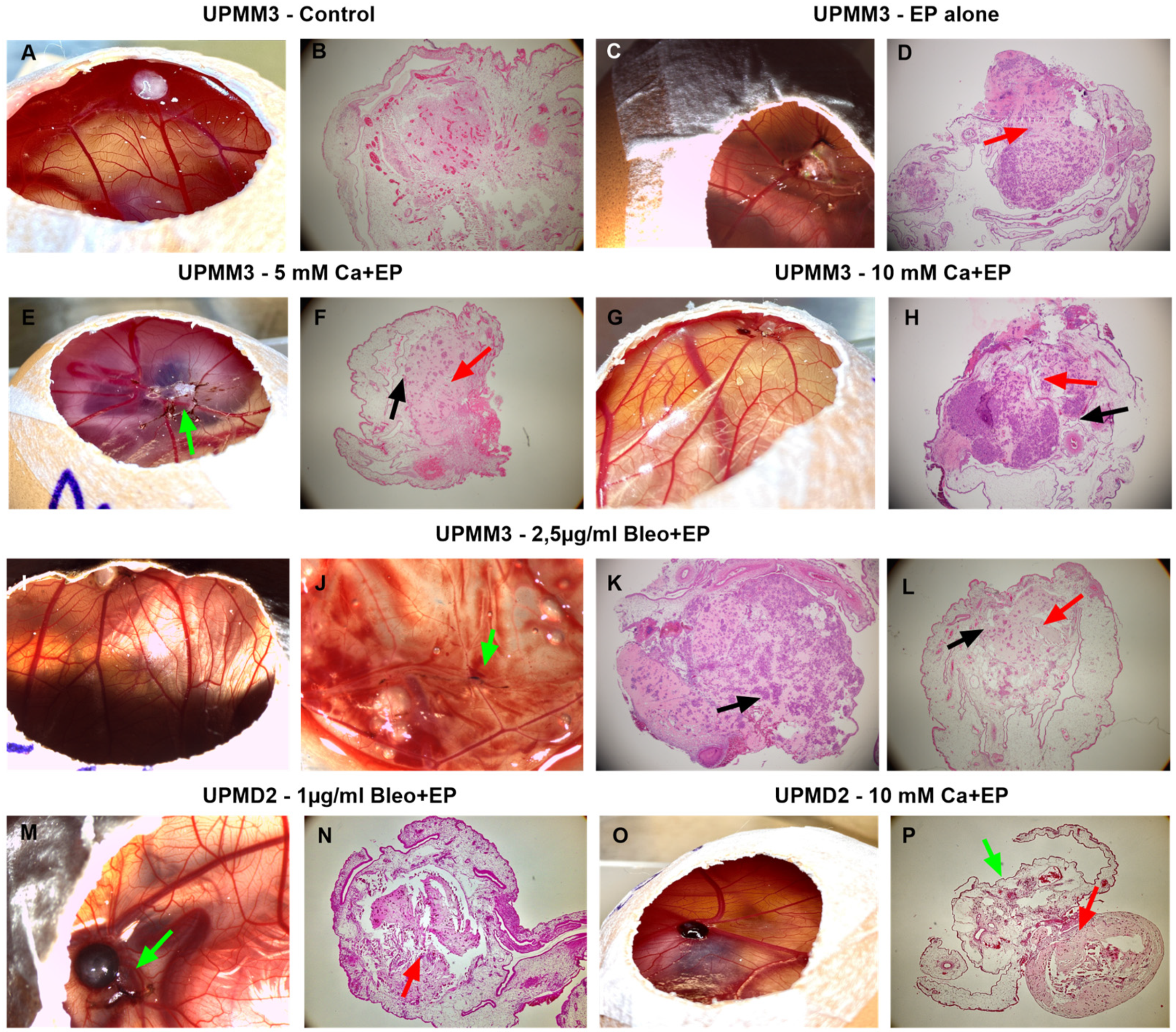 Ijms 25 00938 g003 Ijms 25 00938 g003