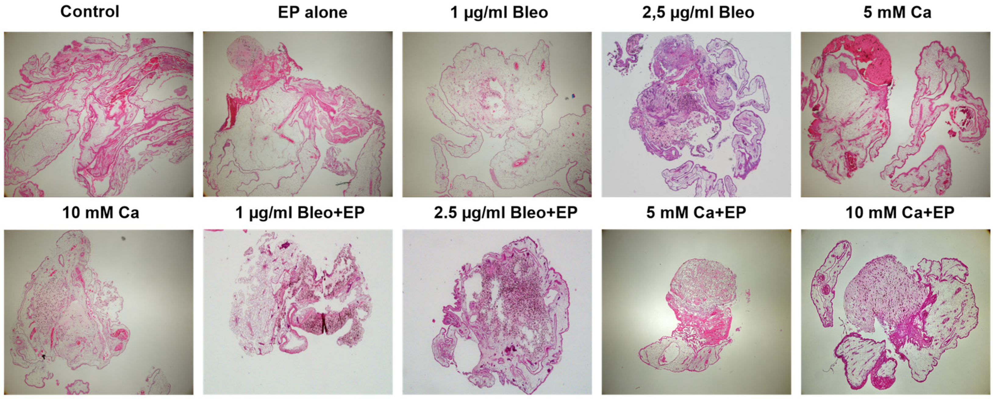 Ijms 25 00938 g004 Ijms 25 00938 g004