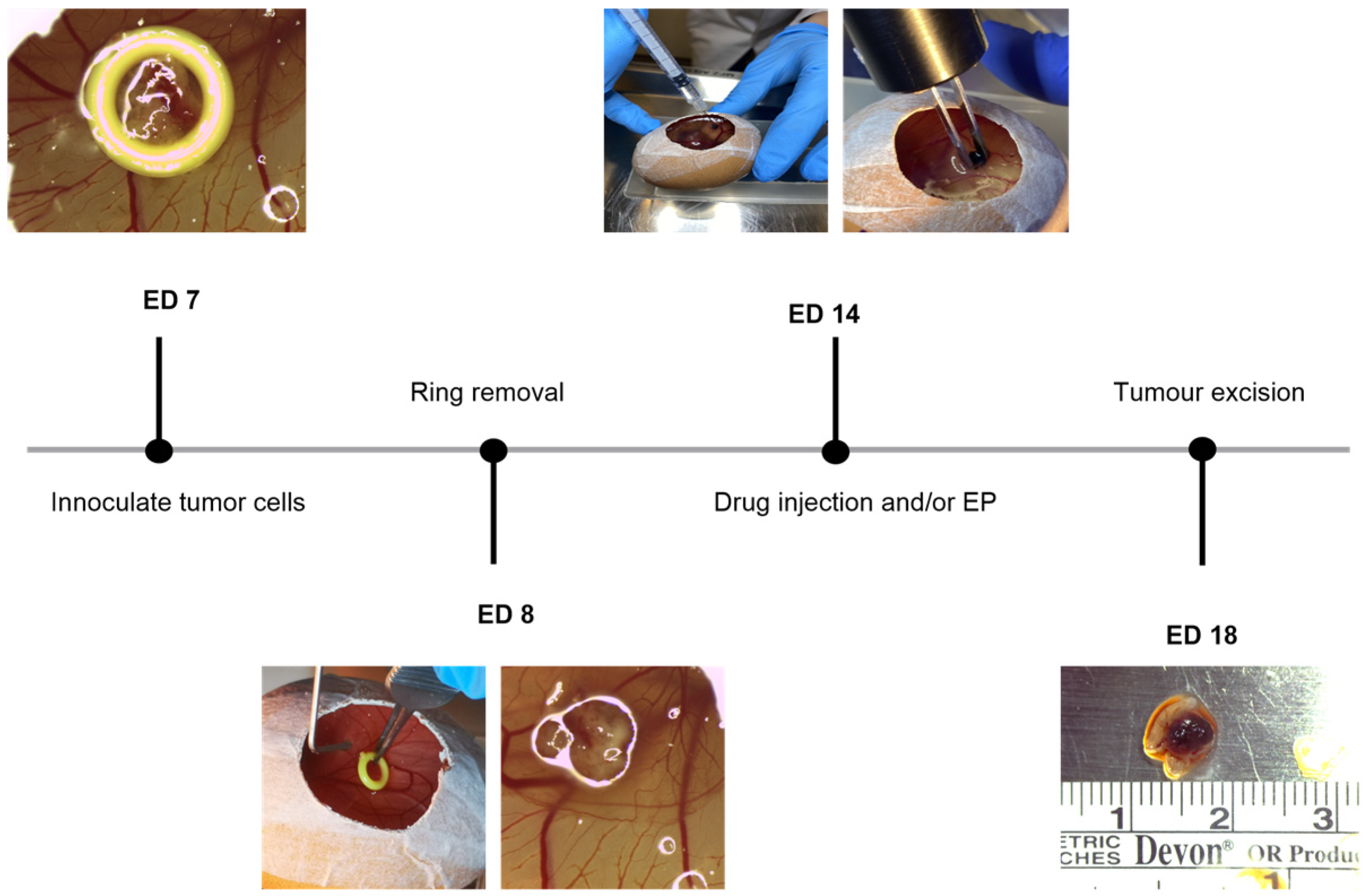 Ijms 25 00938 g010 Ijms 25 00938 g010