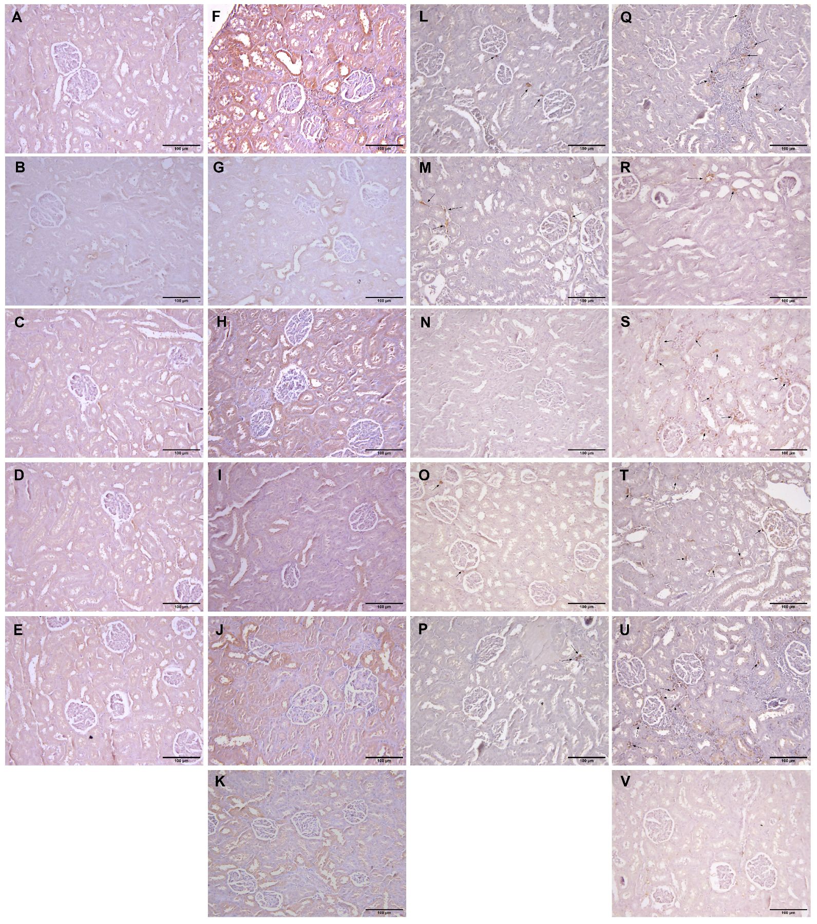 Ijms 25 00941 g005 Ijms 25 00941 g005