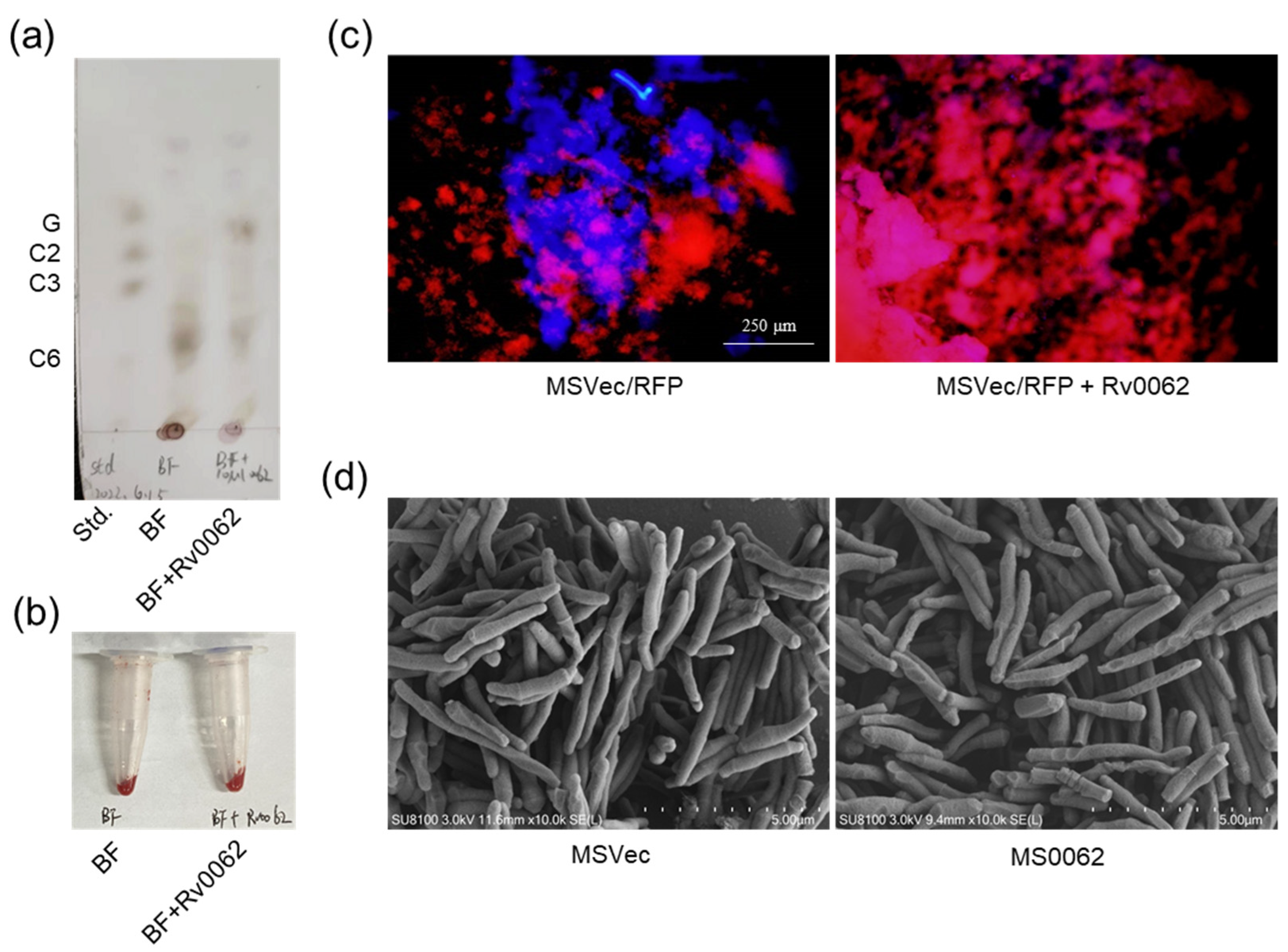 Ijms 25 01051 g002 Ijms 25 01051 g002