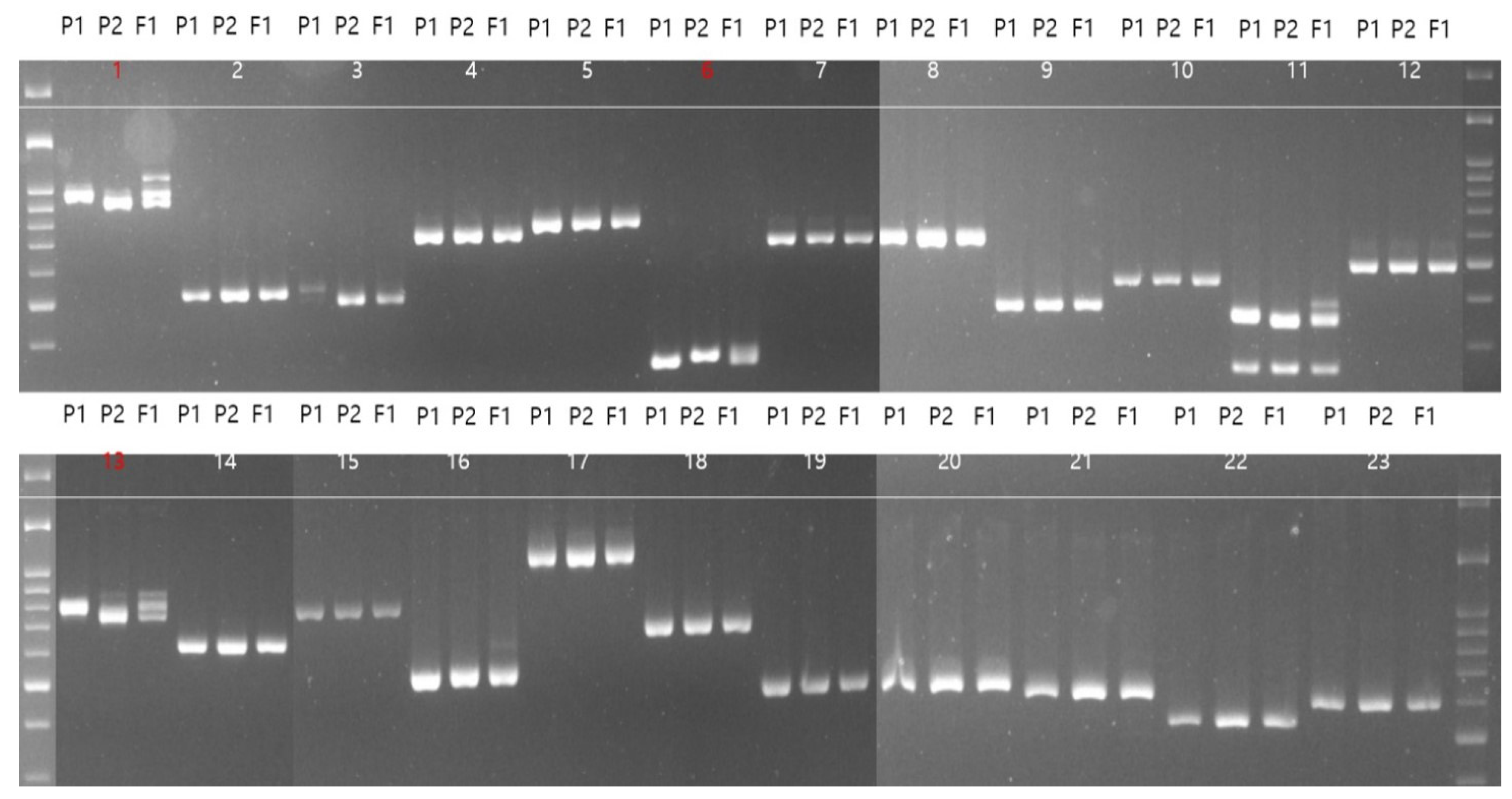 Ijms 25 01134 g004