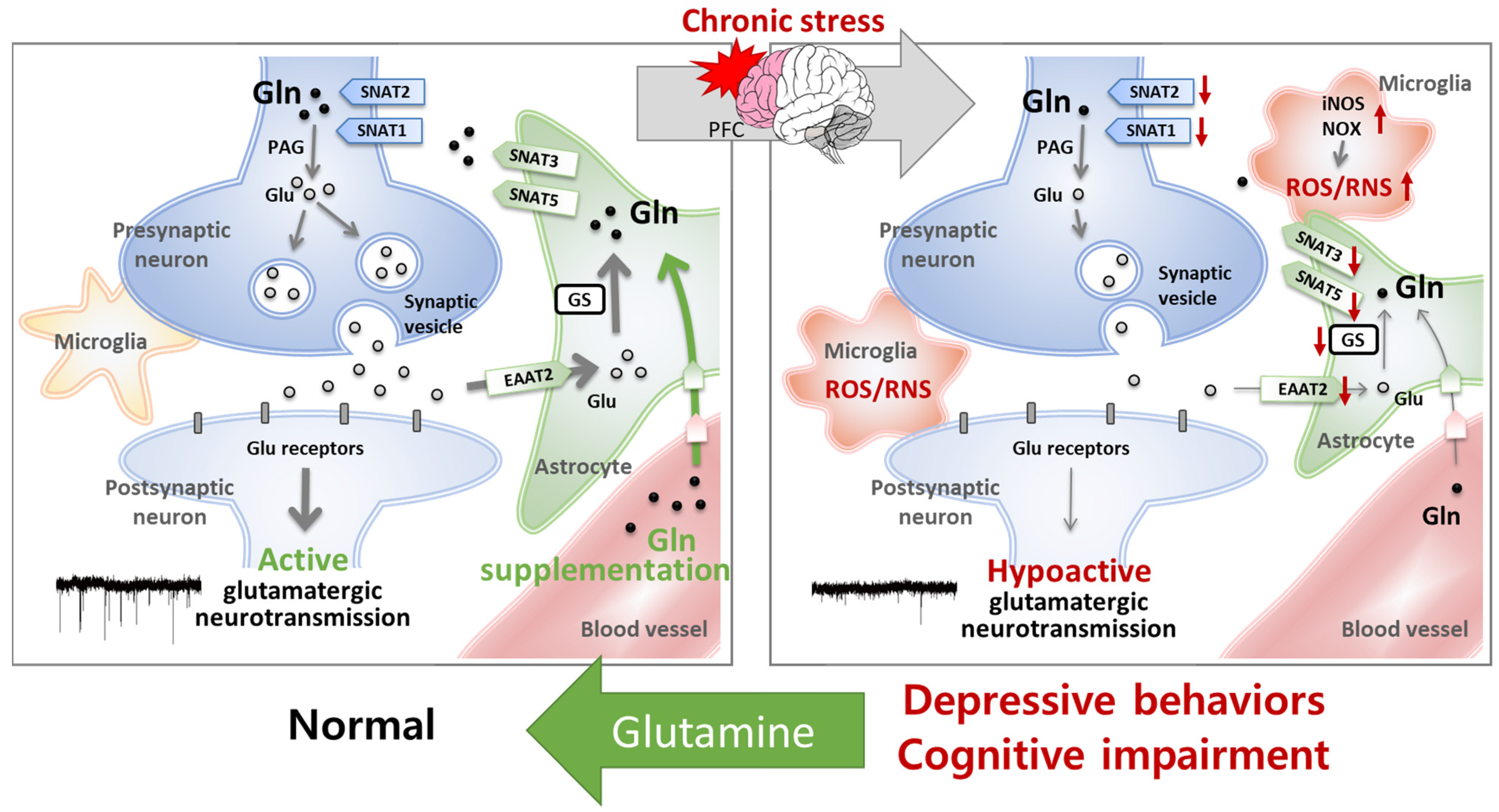 The Role of Glutamine Homeostasis in Emotional and Cognitive Functions ...