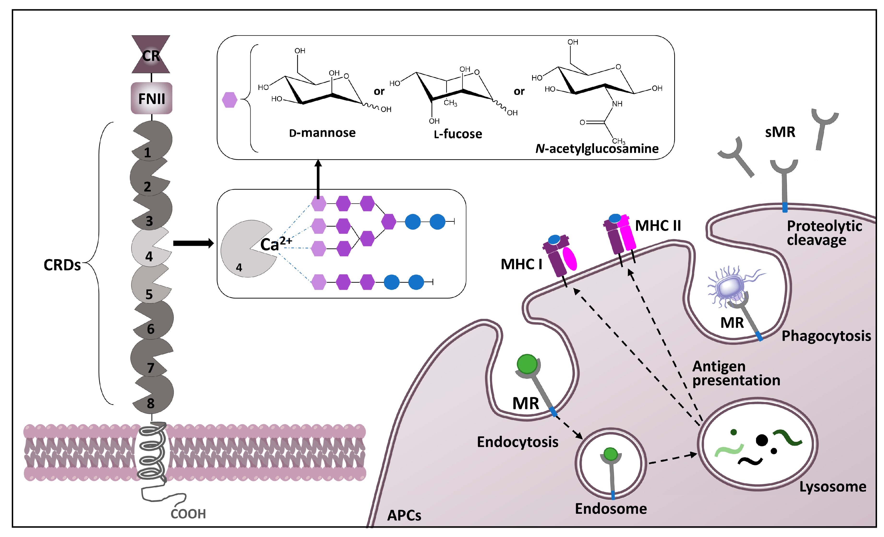 Ijms 25 01370 g001 Ijms 25 01370 g001