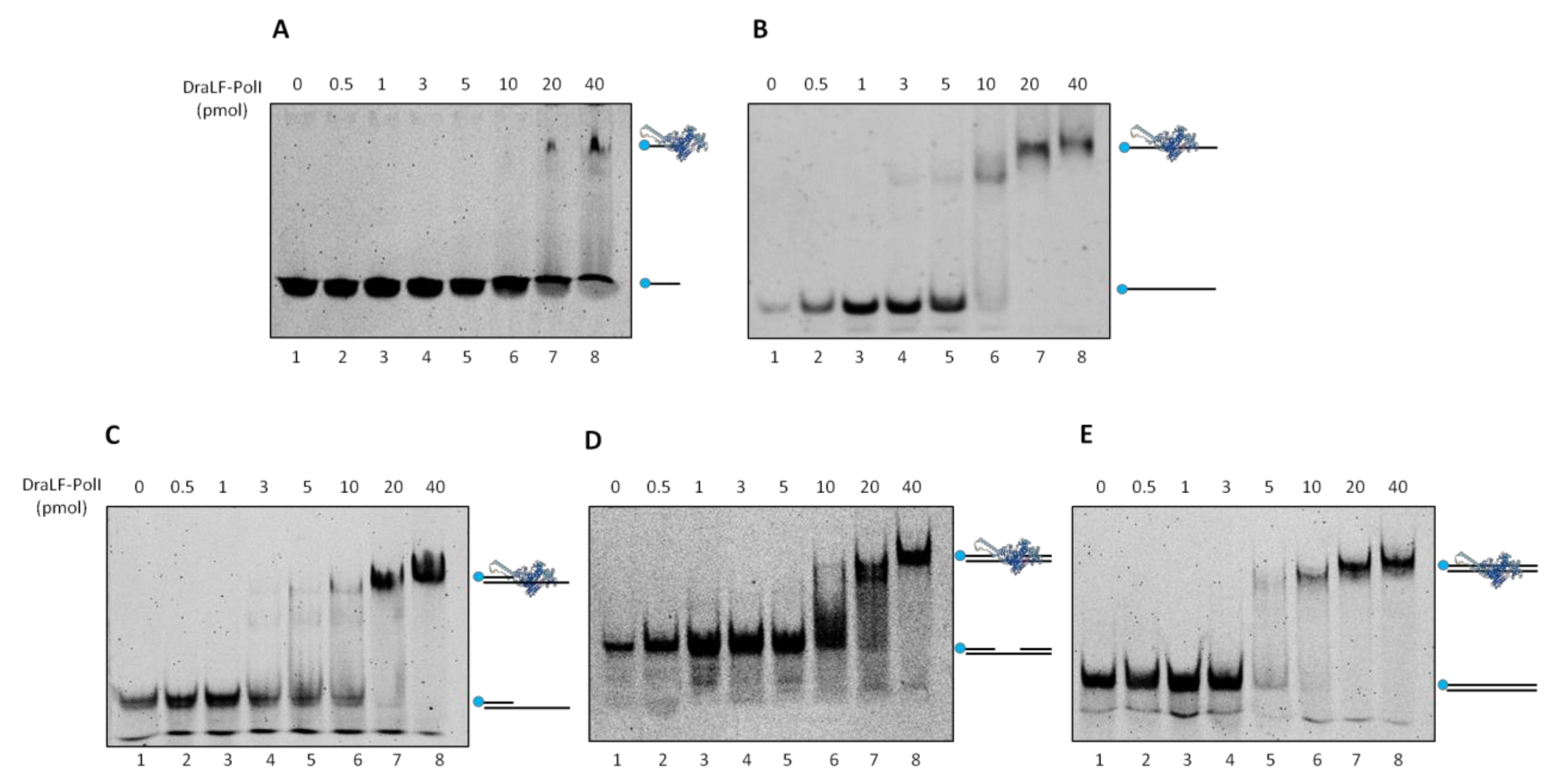Ijms 25 01392 g011 Ijms 25 01392 g011