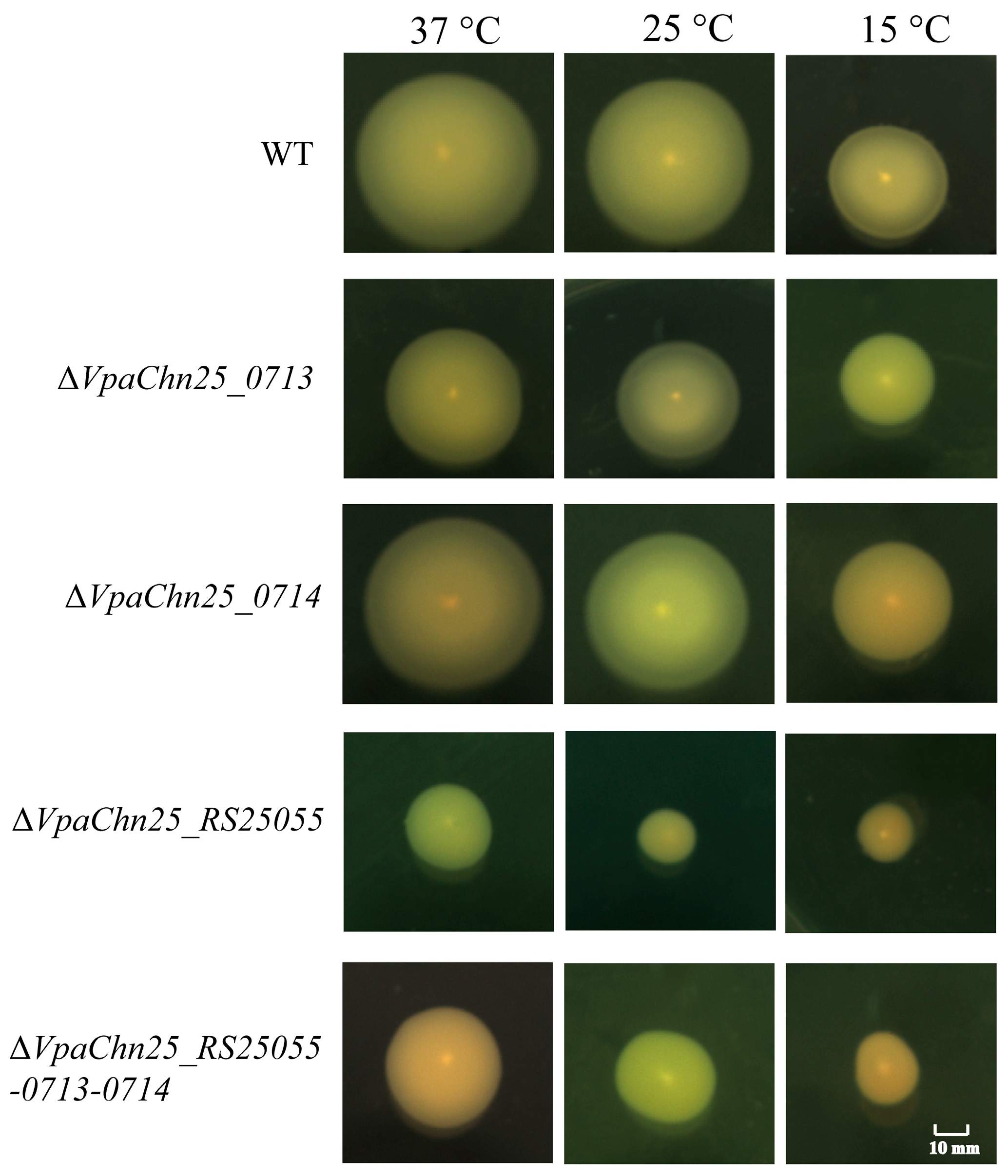Ijms 25 01393 g004
