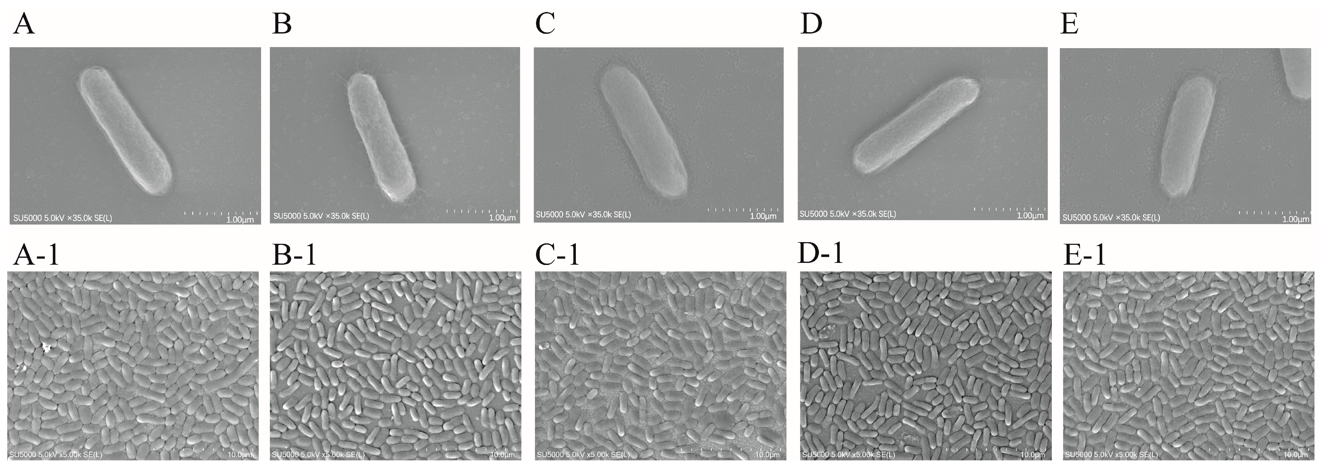 Ijms 25 01393 g012