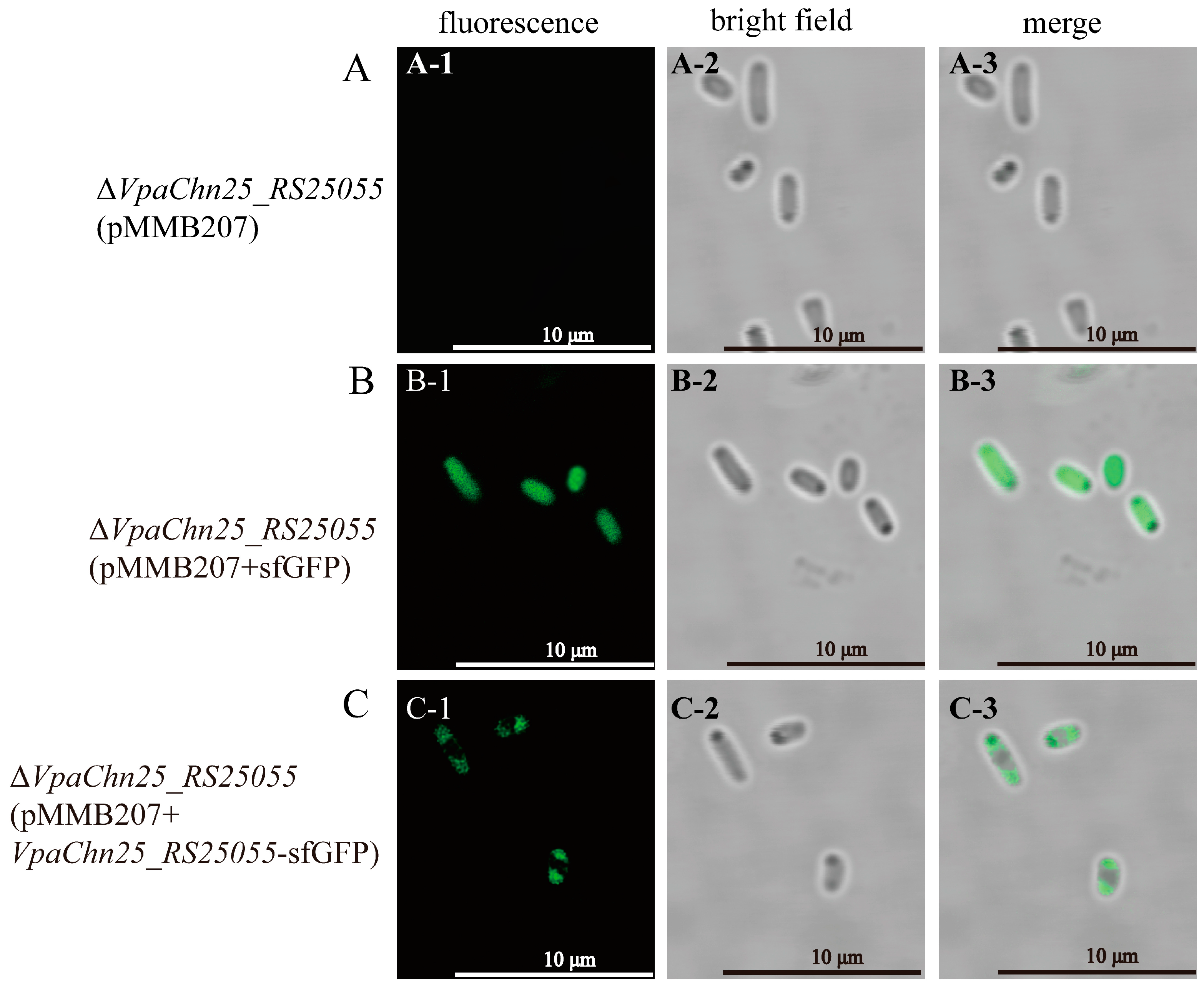 Ijms 25 01393 g014