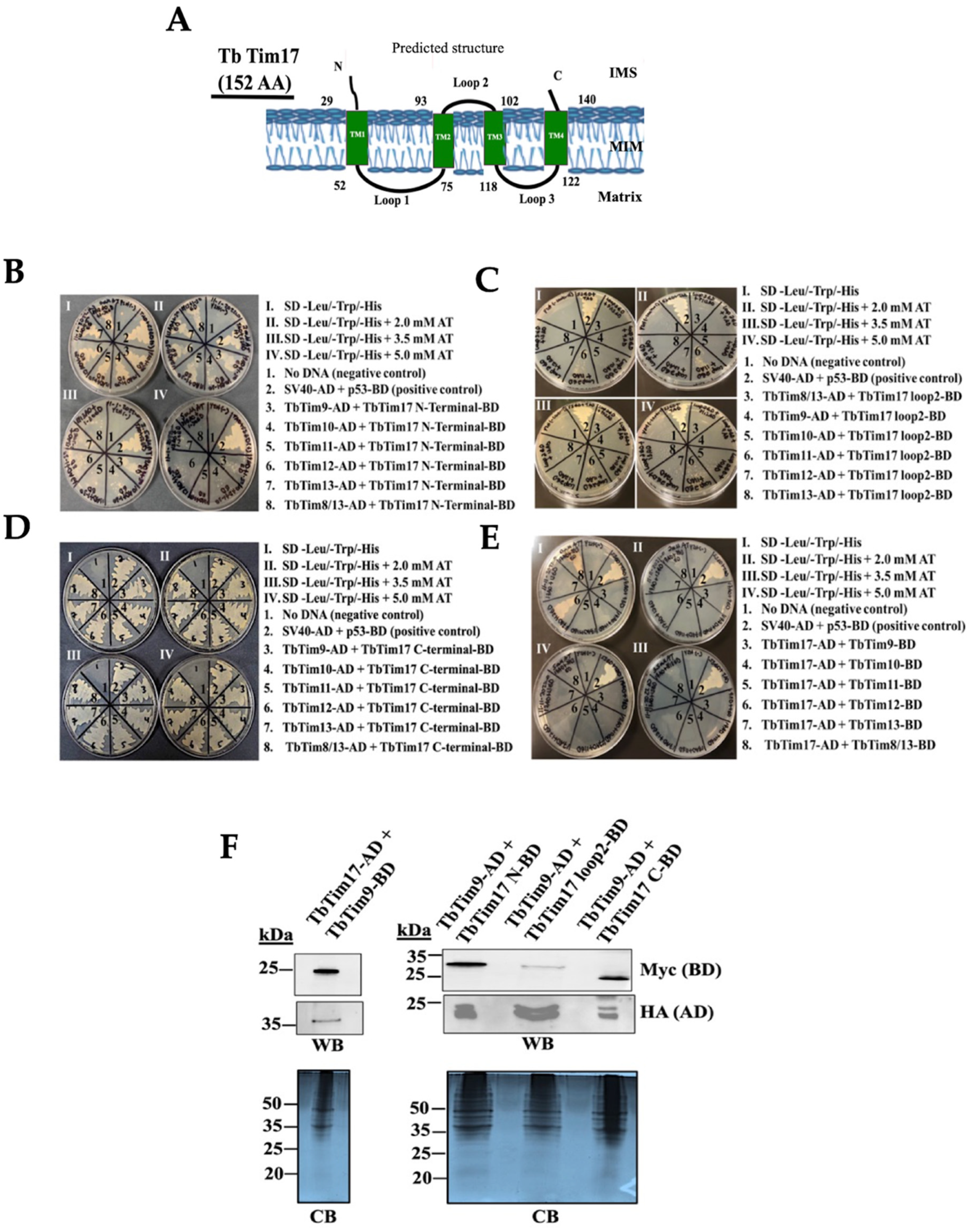 Ijms 25 01415 g004 Ijms 25 01415 g004