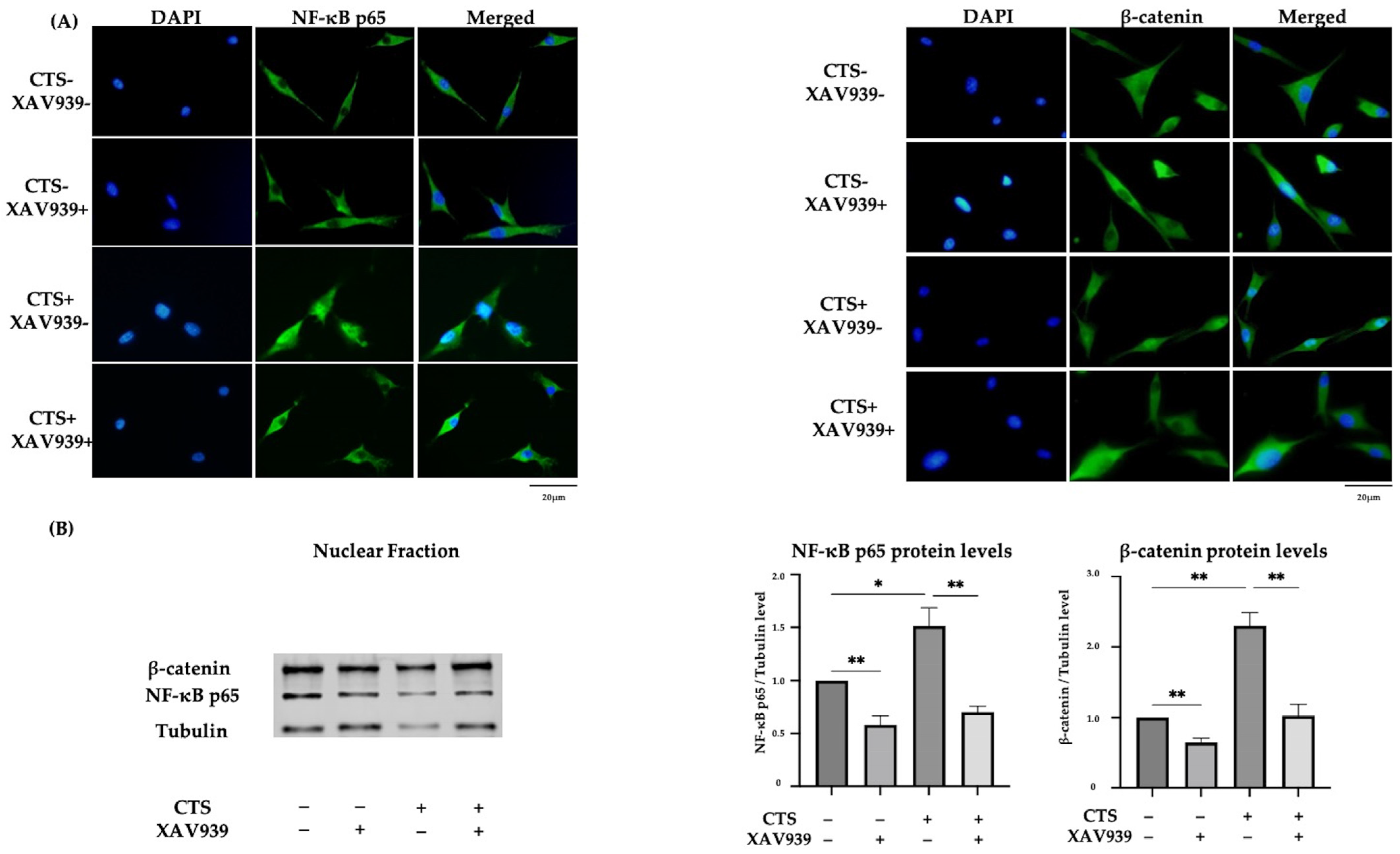 Ijms 25 01443 g005 Ijms 25 01443 g005