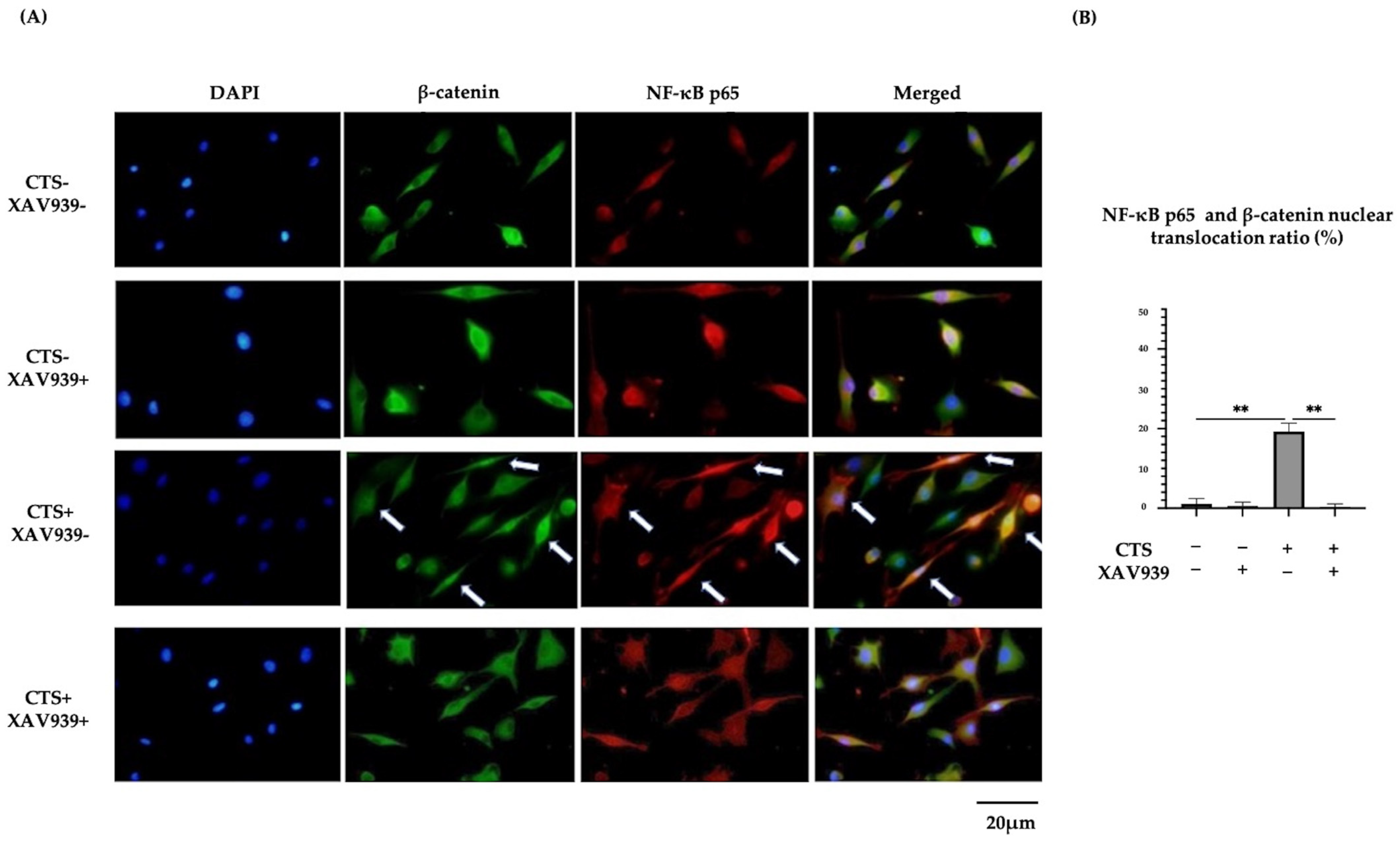 Ijms 25 01443 g006 Ijms 25 01443 g006