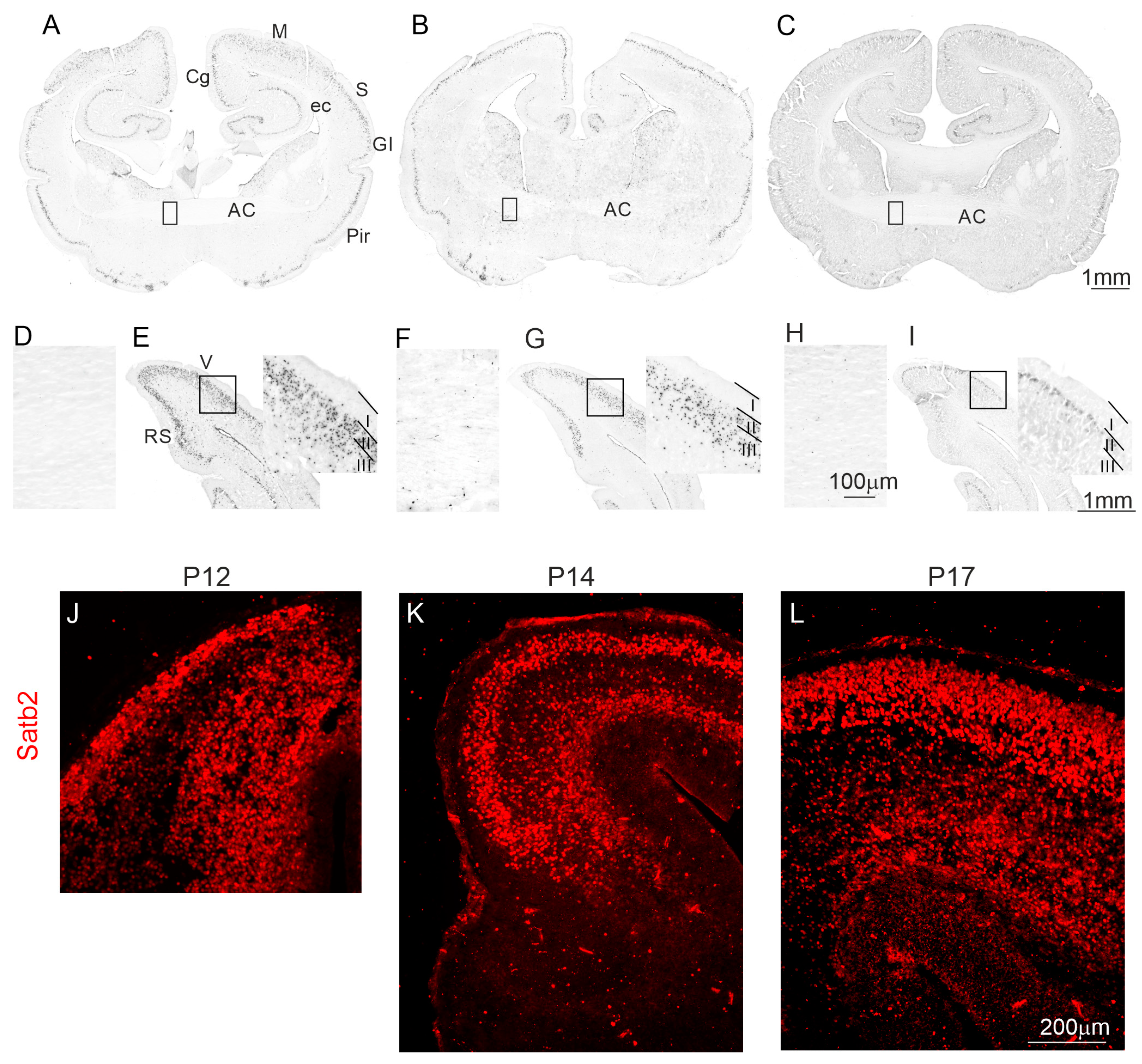 Ijms 25 01476 g001 Ijms 25 01476 g001