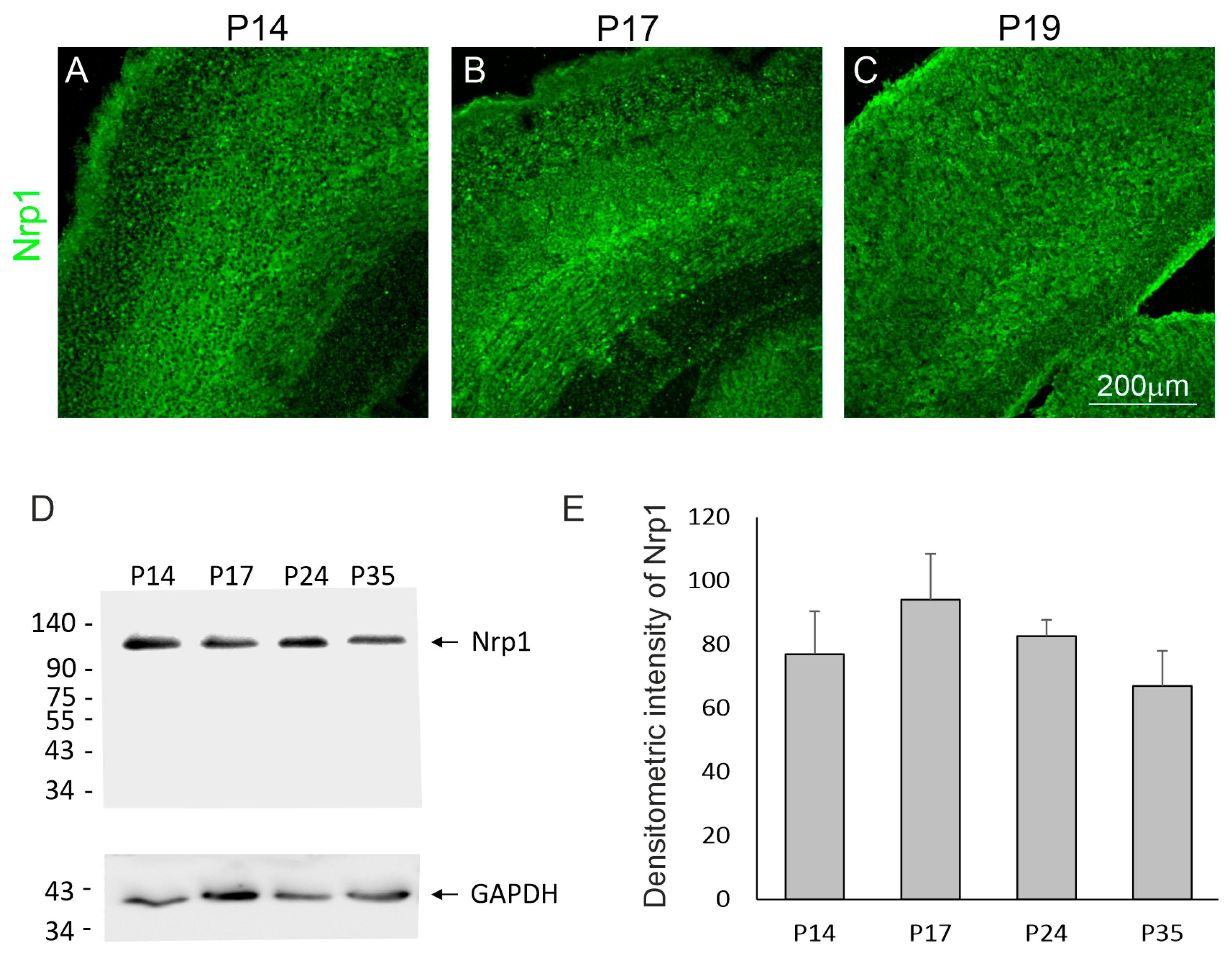 Ijms 25 01476 g002 Ijms 25 01476 g002