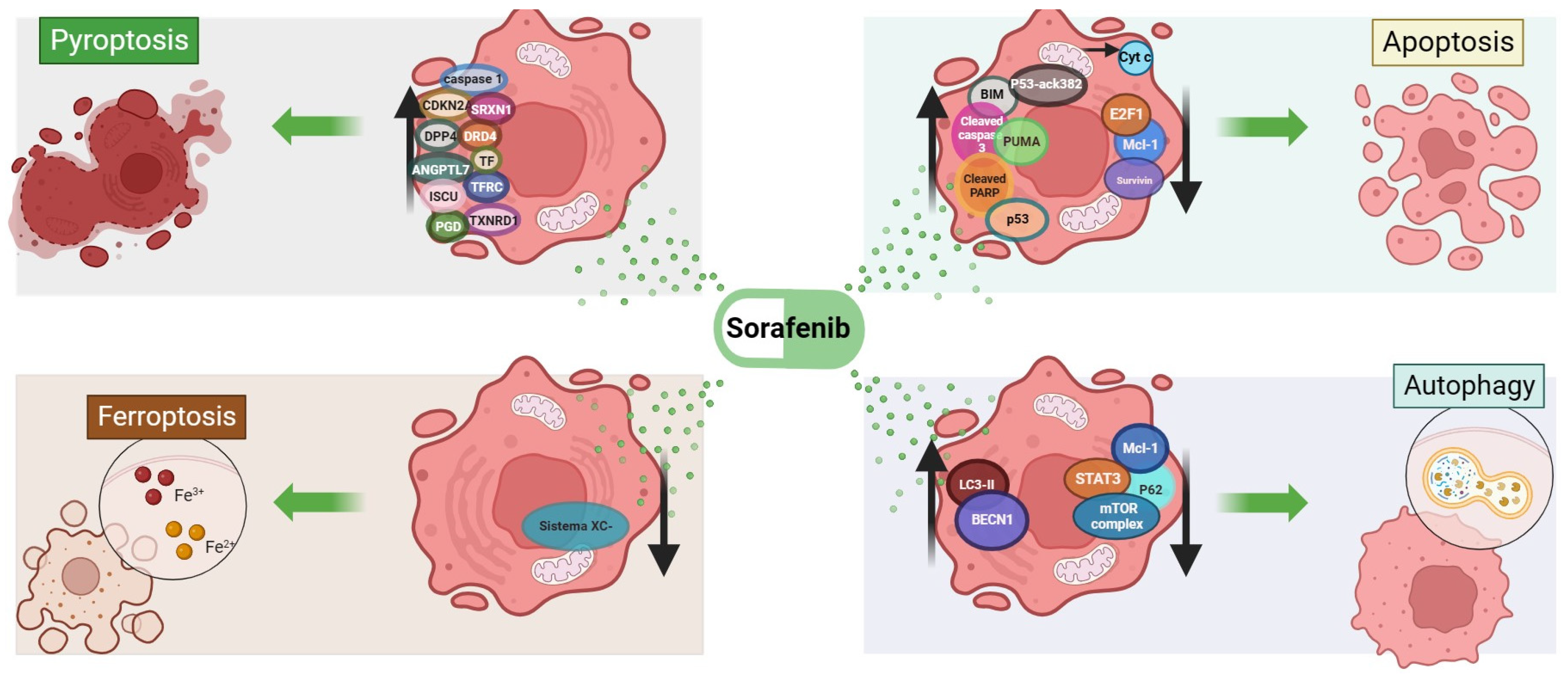 Ijms 25 01760 g001 Ijms 25 01760 g001