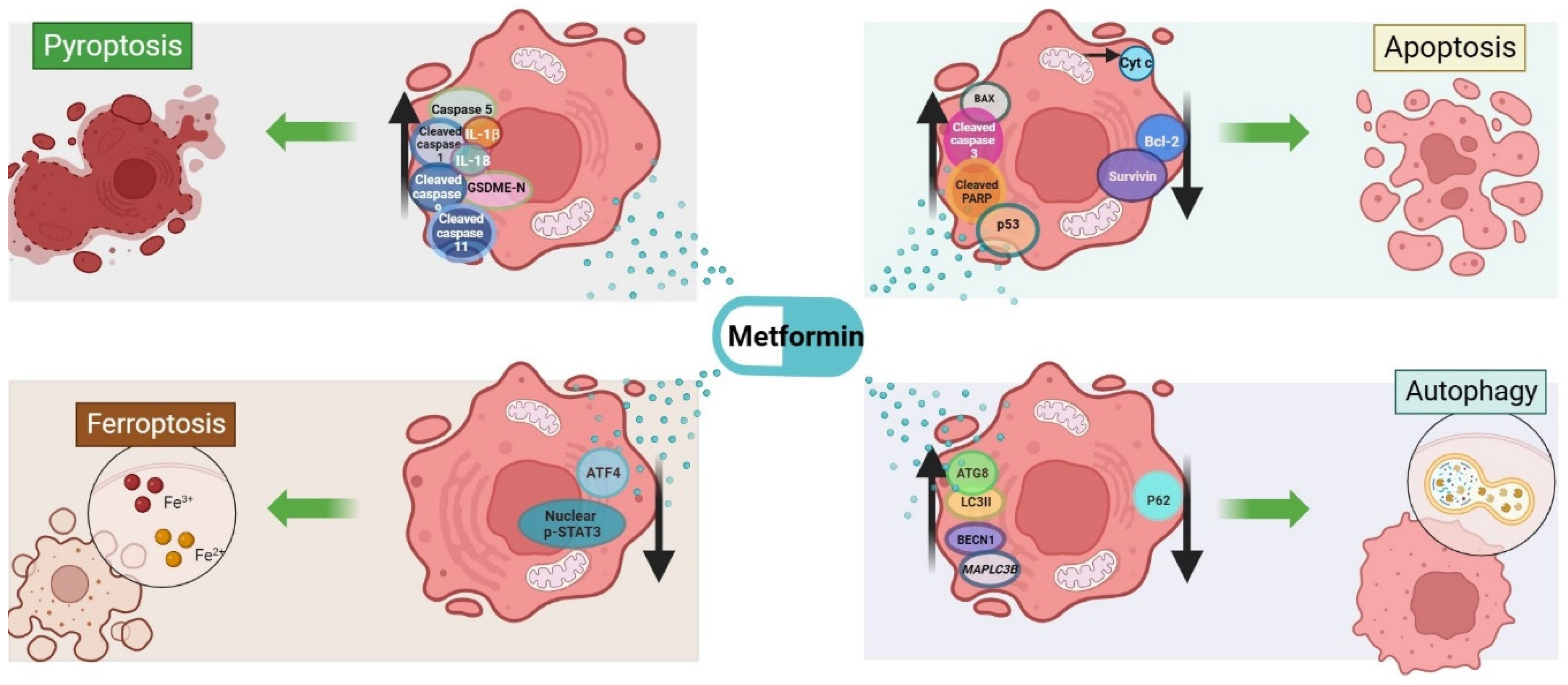 Ijms 25 01760 g003 Ijms 25 01760 g003