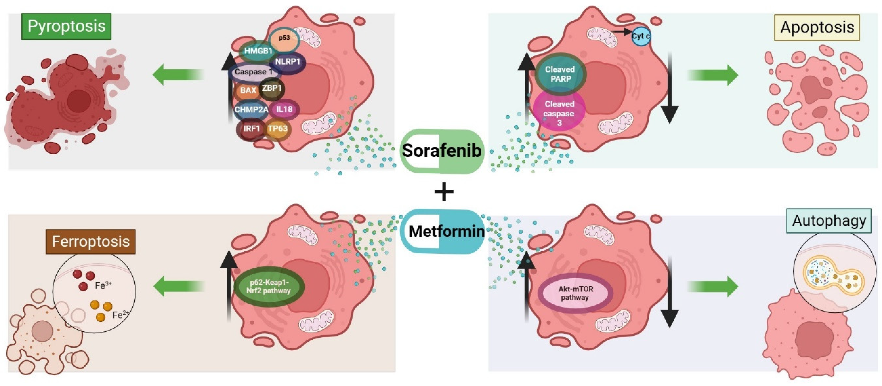 Ijms 25 01760 g005 Ijms 25 01760 g005