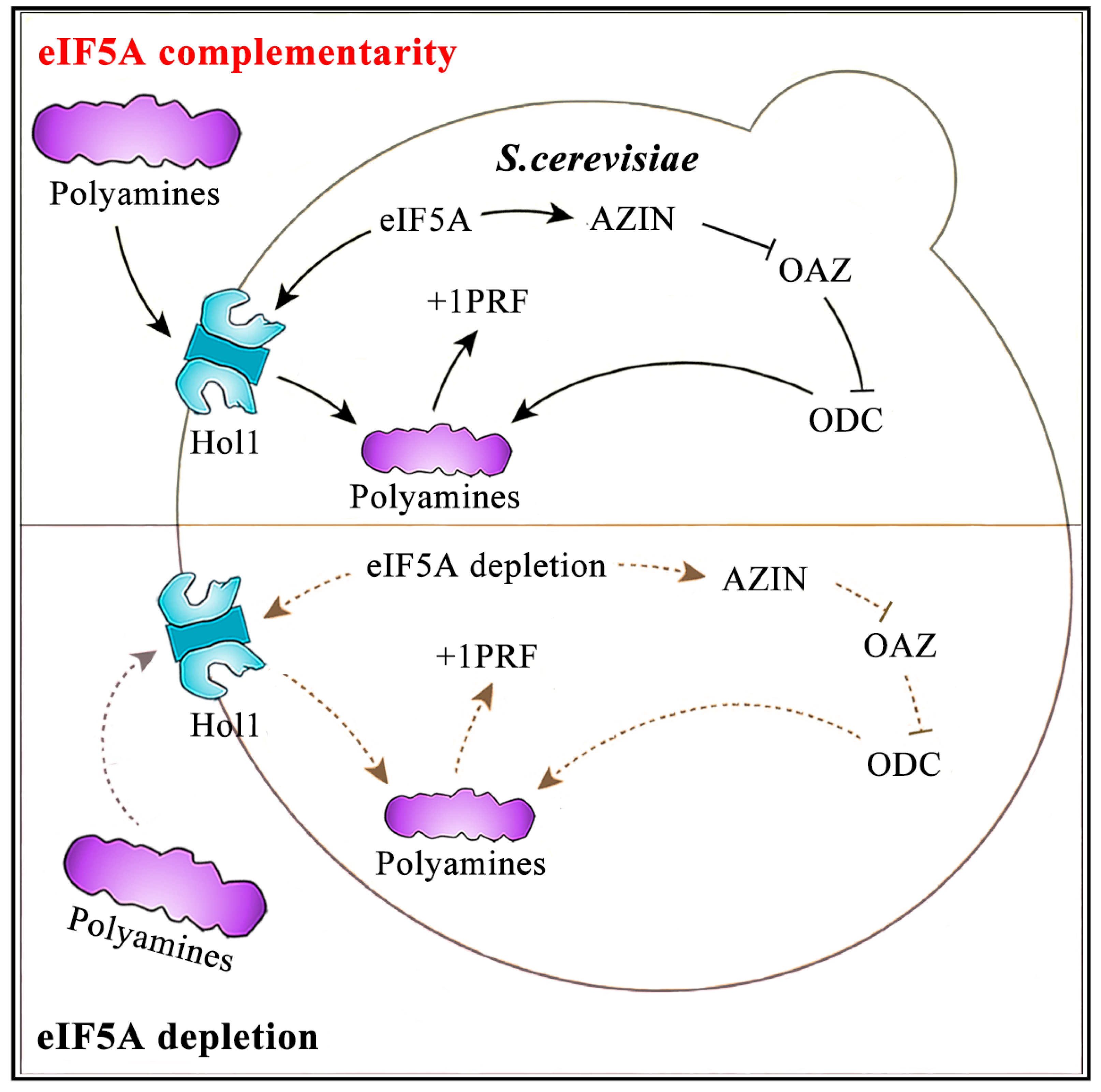 Ijms 25 01766 g008 Ijms 25 01766 g008