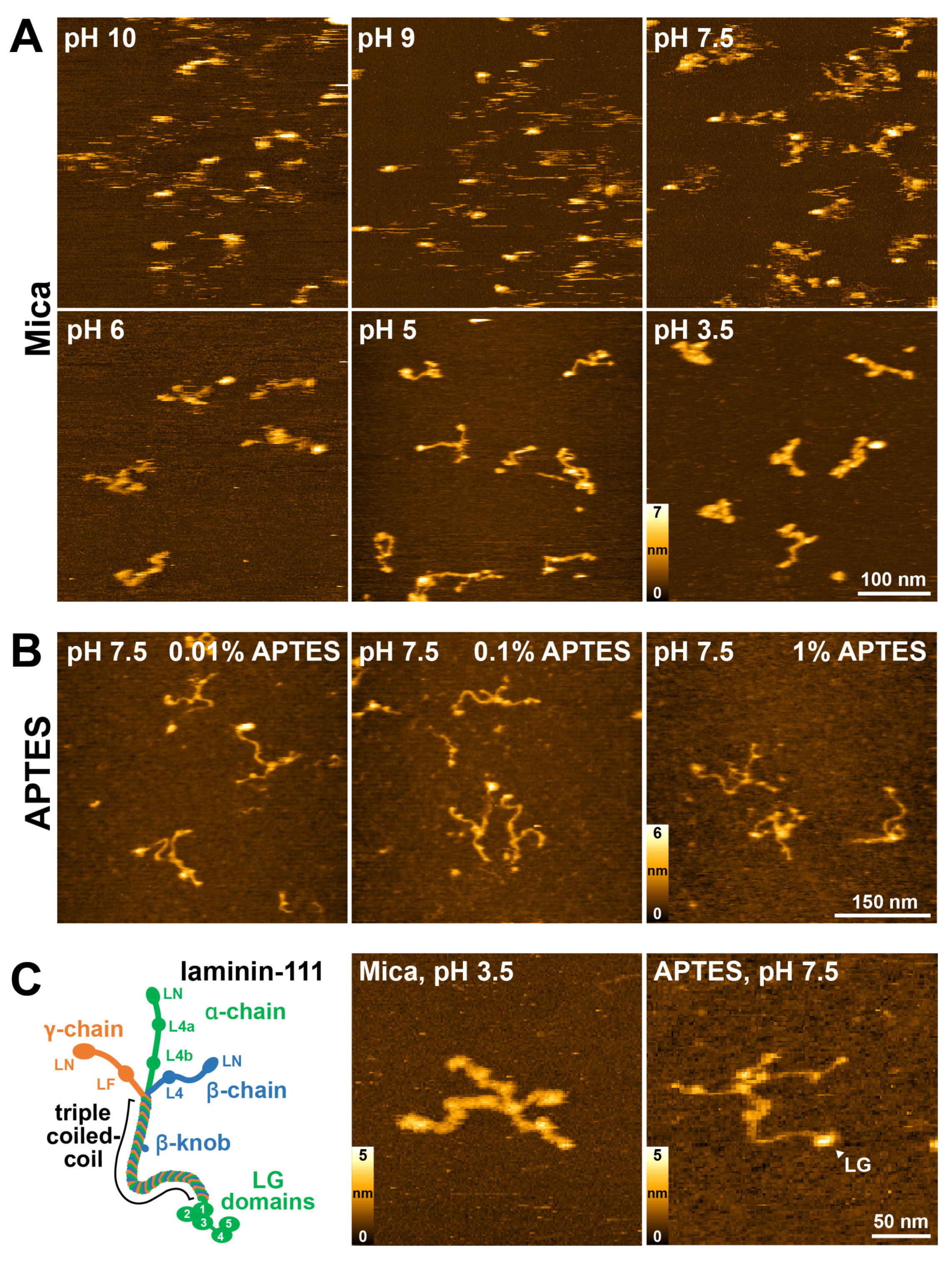Ijms 25 01951 g001 Ijms 25 01951 g001